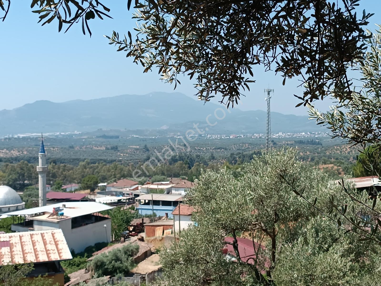 Aydıngermencik Abdurrahmanlar Köyünde 1.508 M2 Satılık Zeytinlik - Görsel 8