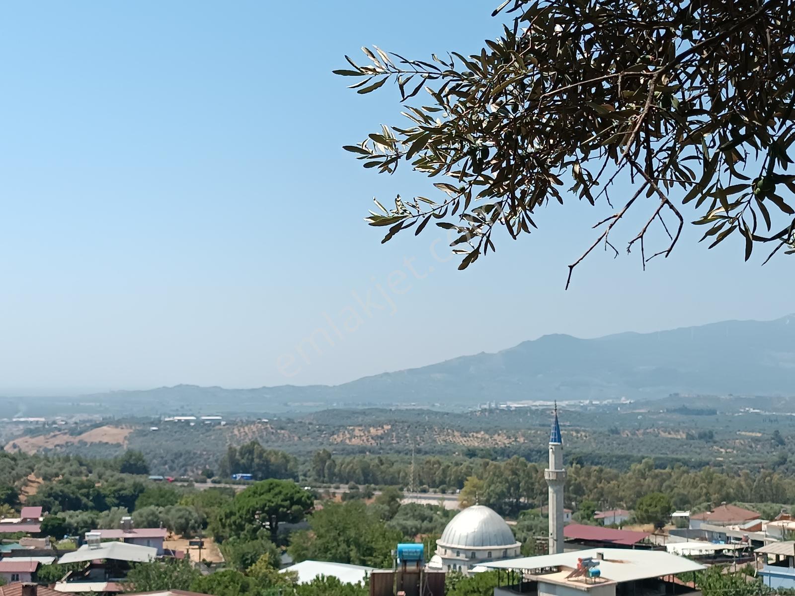 Aydıngermencik Abdurrahmanlar Köyünde 1.508 M2 Satılık Zeytinlik - Görsel 7