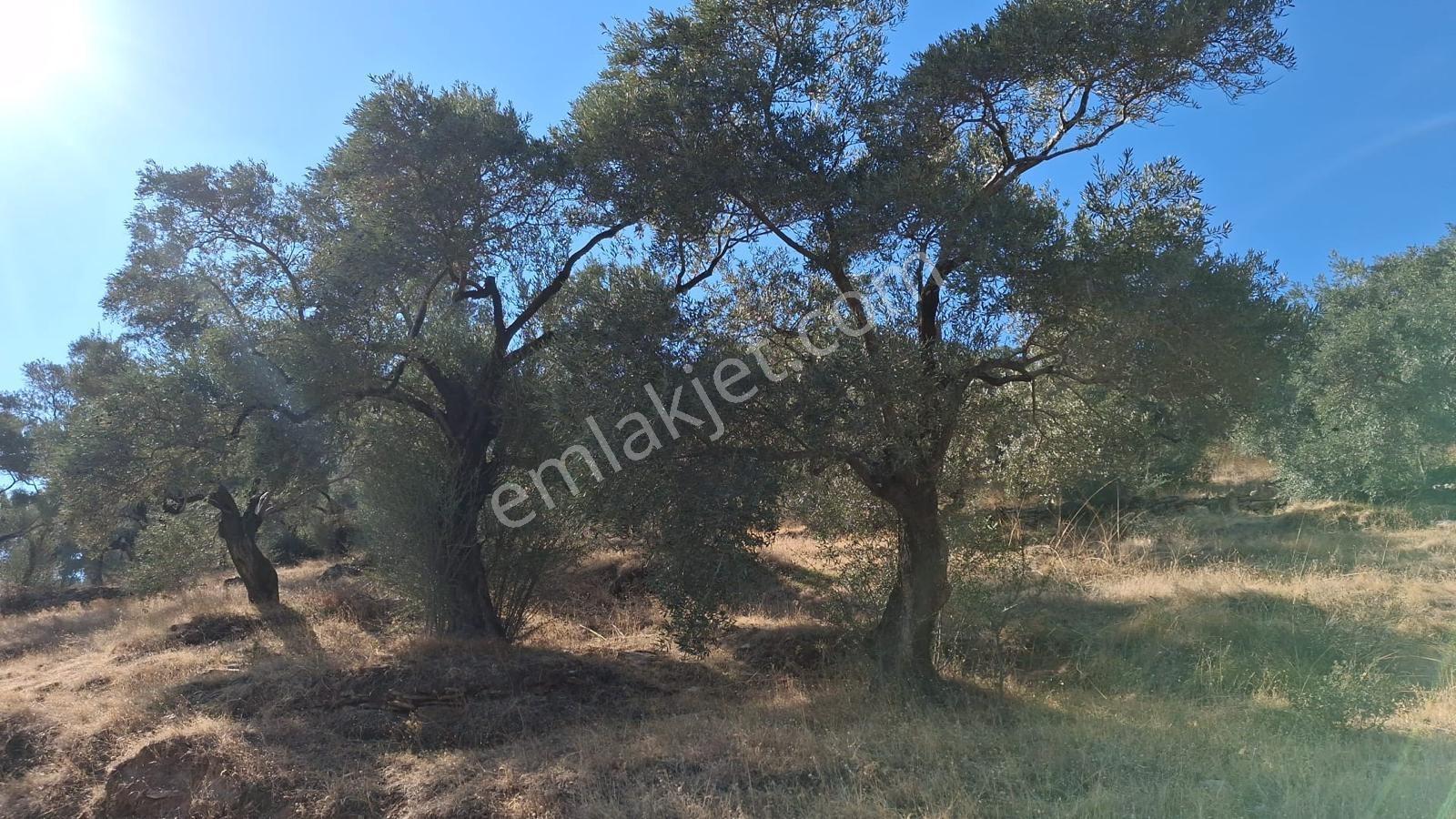 Aydıngermencik Abdurrahmanlar Köyünde 1.508 M2 Satılık Zeytinlik - Görsel 19