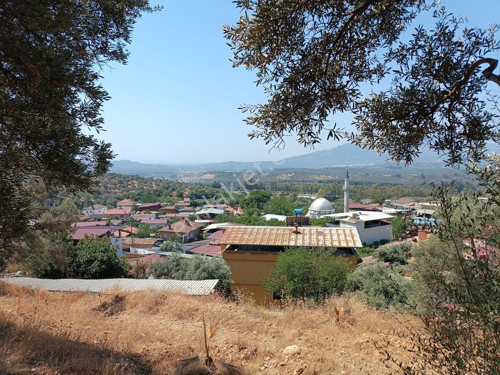Aydıngermencik Abdurrahmanlar Köyünde 1.508 M2 Satılık Zeytinlik - Görsel 21