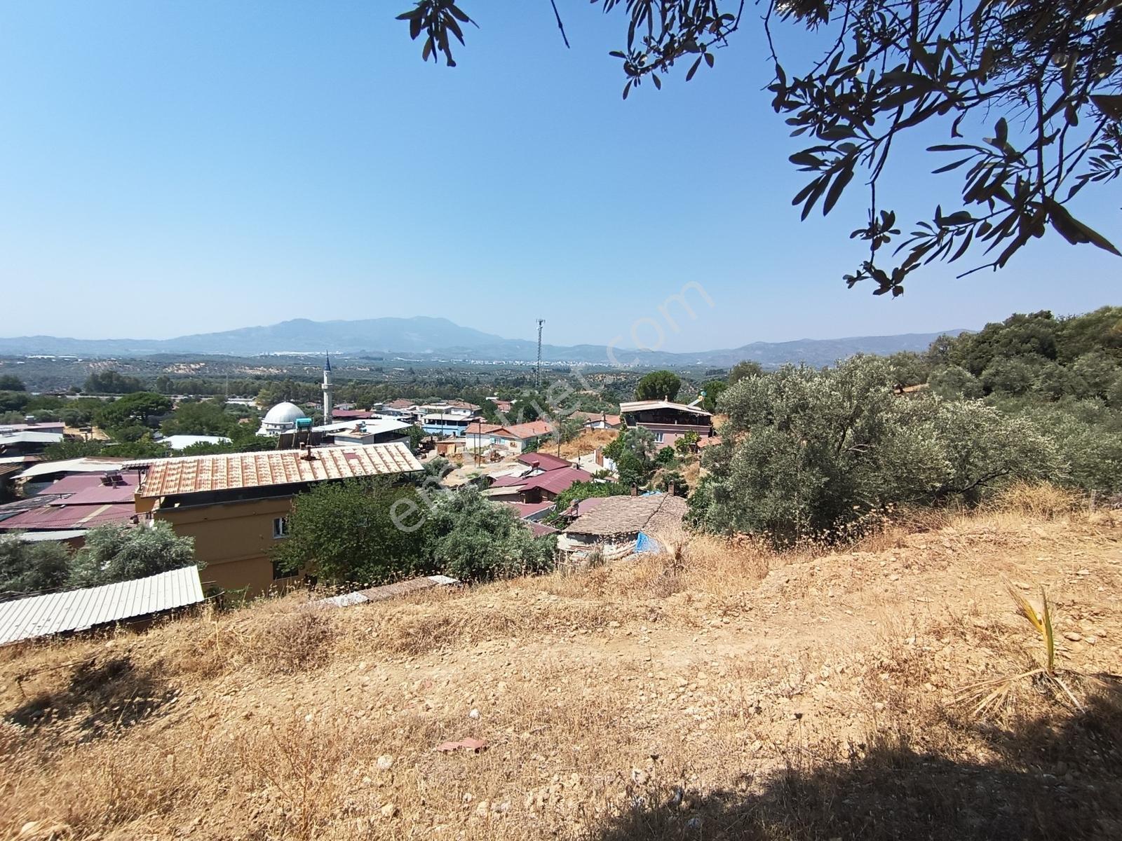 Aydıngermencik Abdurrahmanlar Köyünde 1.508 M2 Satılık Zeytinlik - Görsel 4