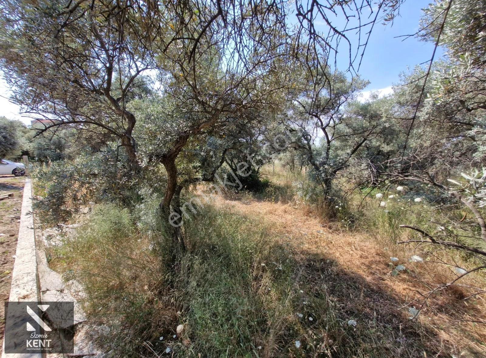 Kemalpaşa Bağyurdu Satılık 325 M2 3 Kat Konut İmarlı Arsa - Görsel 15
