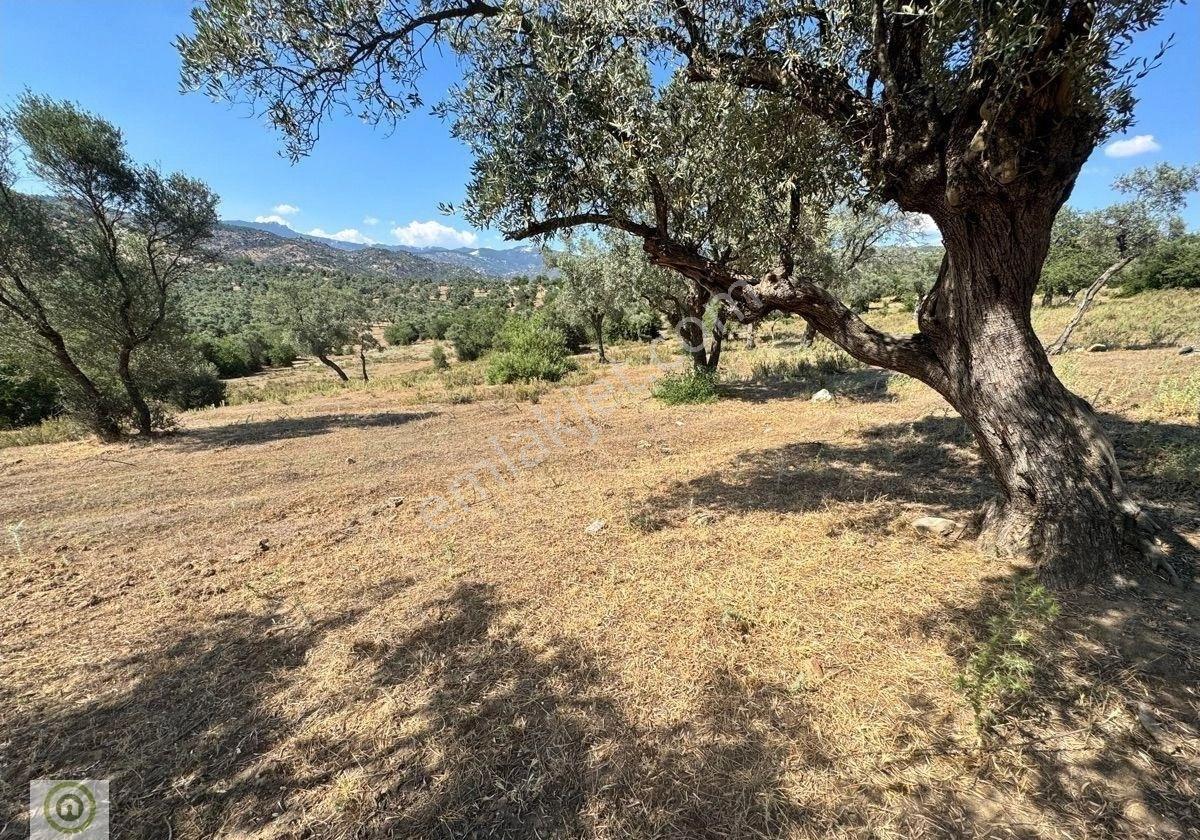 Muğla / Milas / Epçe Boynuzyanı’nda Kadastro Yoluna Sıfır 4,812 M² Satılık Zeytinlik / Köye Sıfır Km - Görsel 6