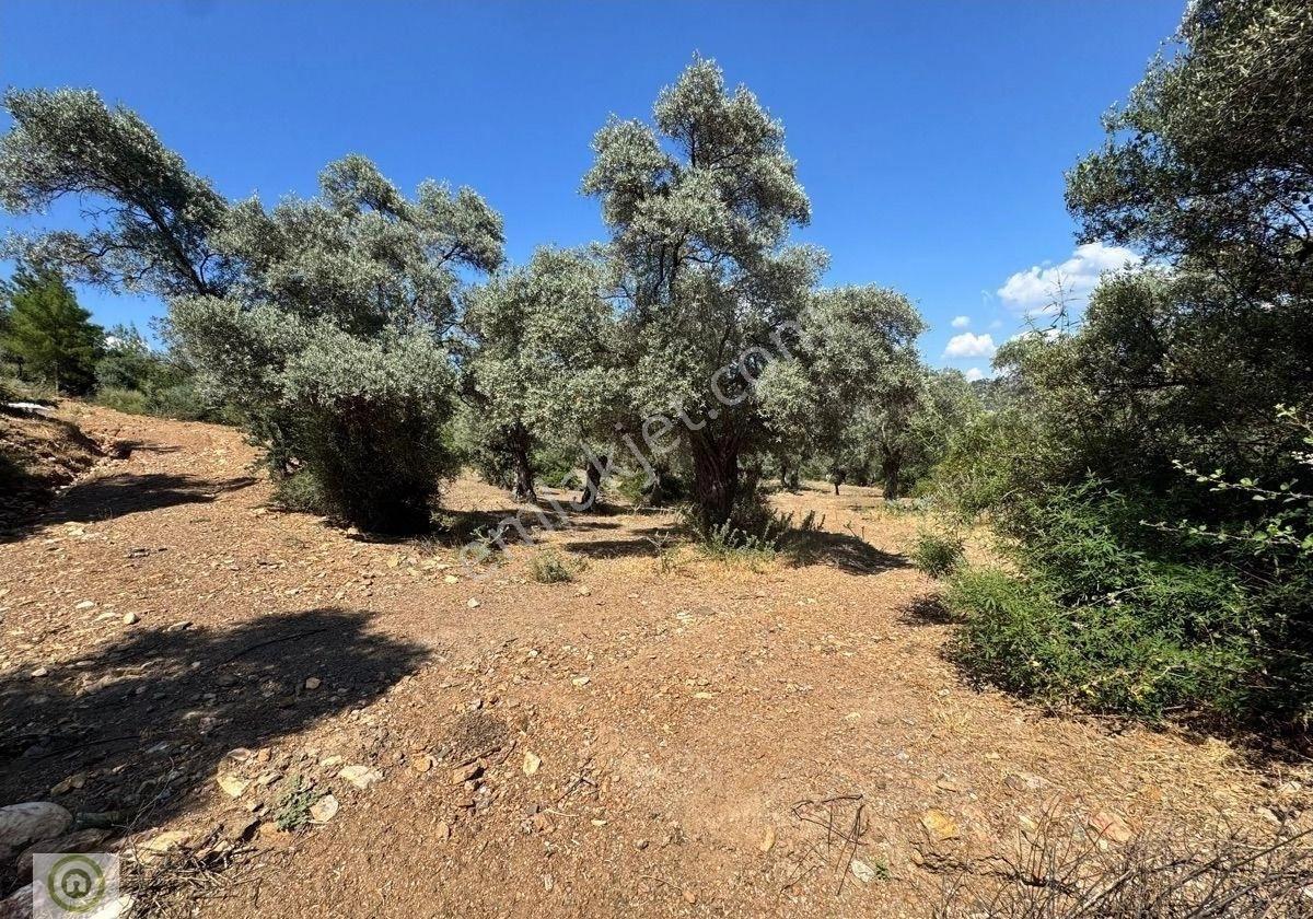 Muğla / Milas / Epçe Boynuzyanı’nda Kadastro Yoluna Sıfır 4,812 M² Satılık Zeytinlik / Köye Sıfır Km - Görsel 7