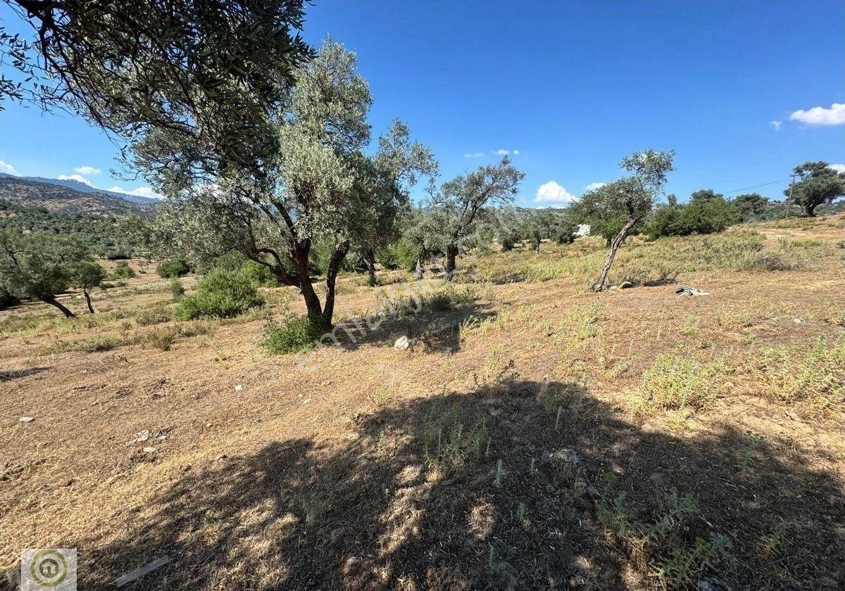 Muğla / Milas / Epçe Boynuzyanı’nda Kadastro Yoluna Sıfır 4,812 M² Satılık Zeytinlik / Köye Sıfır Km - Görsel 14