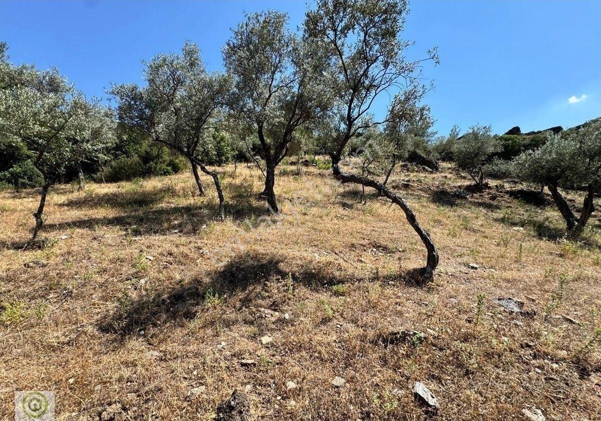 Milas / Epçe Kızılarmut’ta Satılık 1,914 M² Hazır Kuyulu Bakımlı Zeytin Ağaçlı Yatırım Fırsatı - Görsel 21