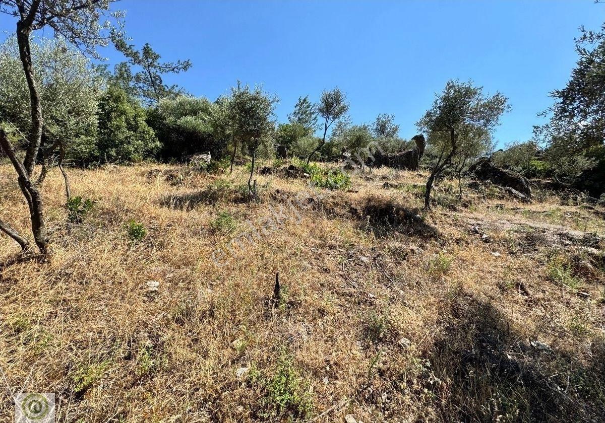 Milas / Epçe Kızılarmut’ta Satılık 1,914 M² Hazır Kuyulu Bakımlı Zeytin Ağaçlı Yatırım Fırsatı - Görsel 34