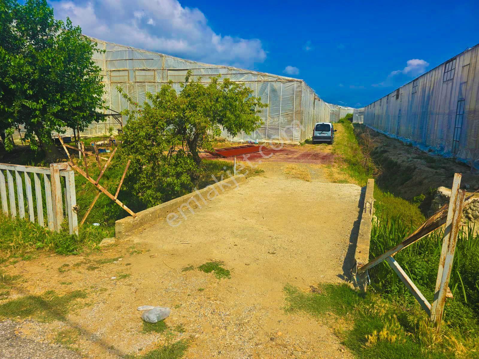 Mersin Anamur Sultançayı Mevki Satılık Muz Serası - Görsel 12