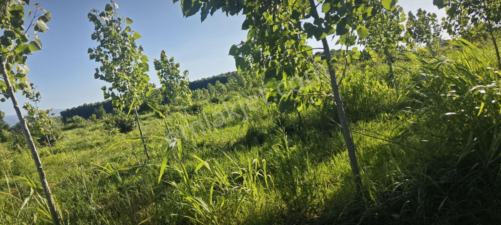 8.370 Metrekare Müstakil Tapu İçinde 3yaşında 400 Adet Kavak Var - Görsel 12
