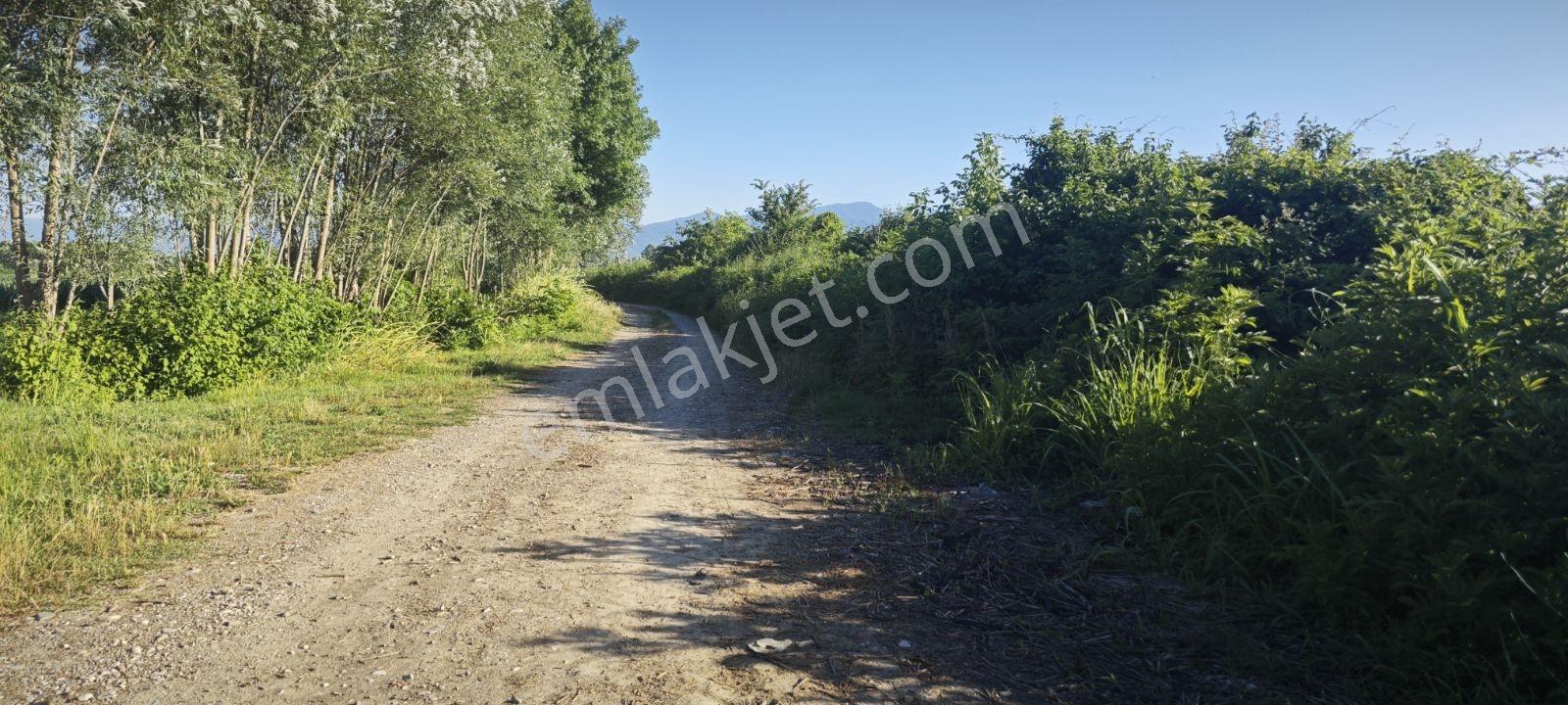 8.370 Metrekare Müstakil Tapu İçinde 3yaşında 400 Adet Kavak Var - Görsel 2