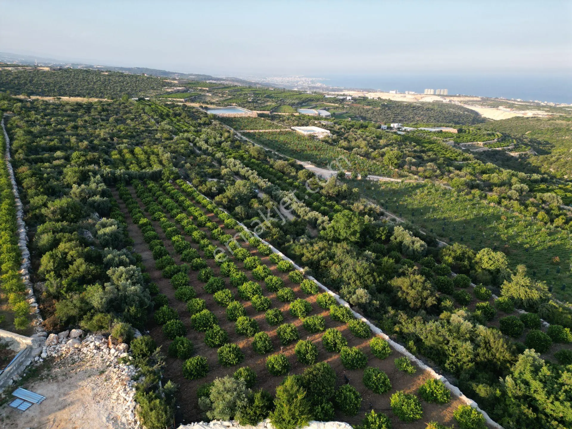 Tırtar'da Deniz Manzaralı Limon Bahçesi Ve Yatırımlık Tarla
