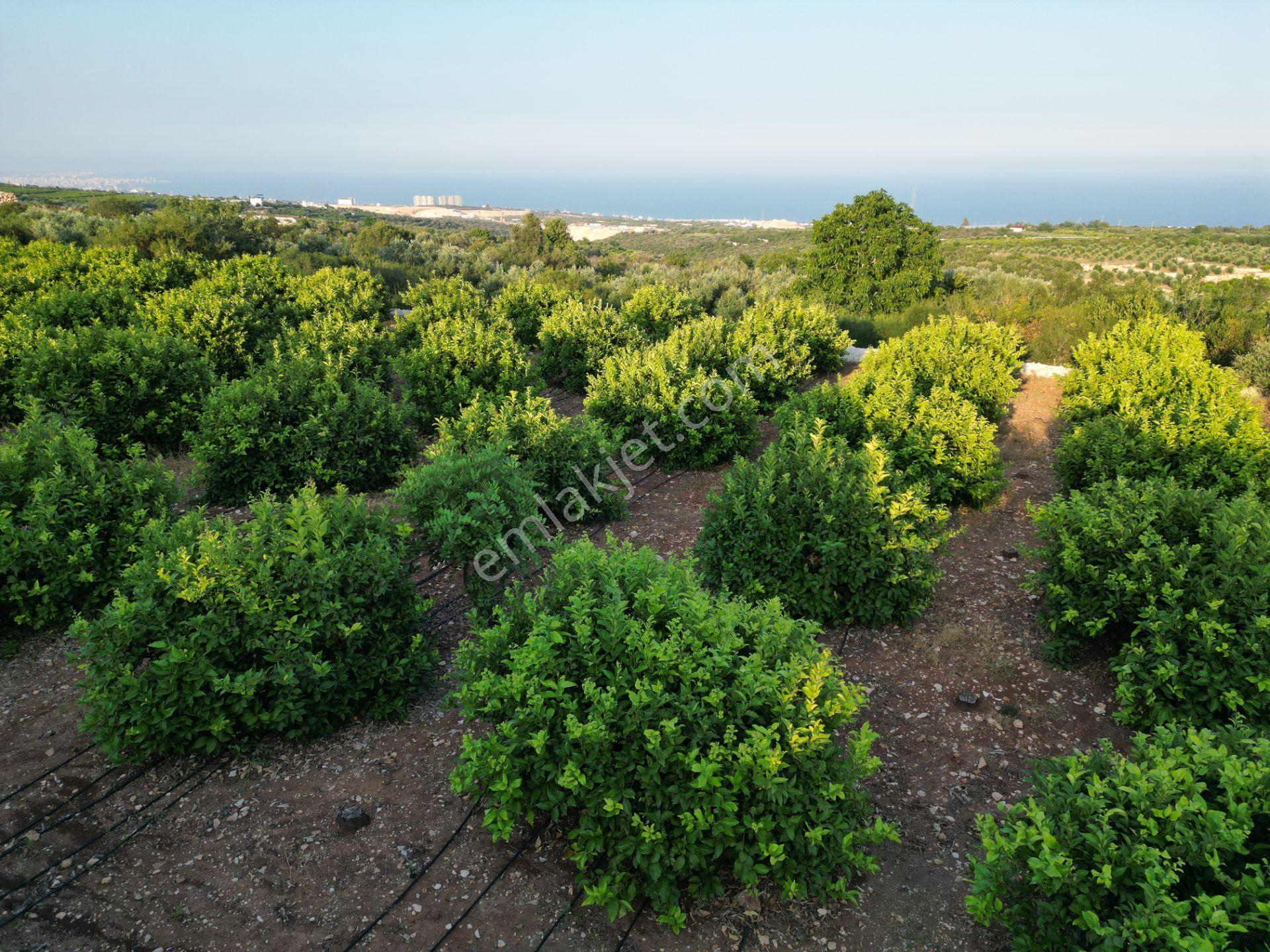 Tırtar'da Deniz Manzaralı Limon Bahçesi Ve Yatırımlık Tarla - Görsel 6