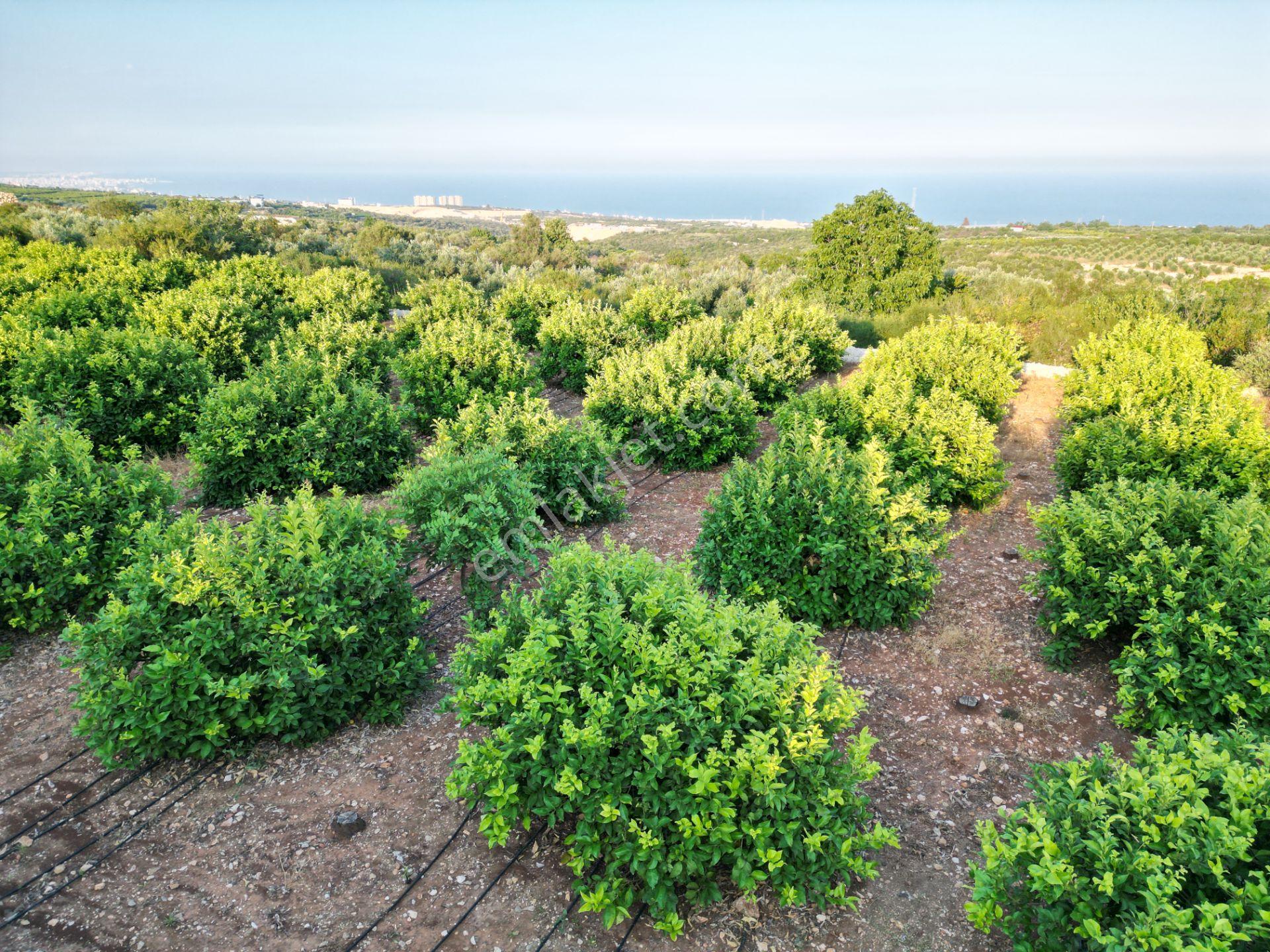 Tırtar'da Deniz Manzaralı Limon Bahçesi Ve Yatırımlık Tarla - Görsel 3