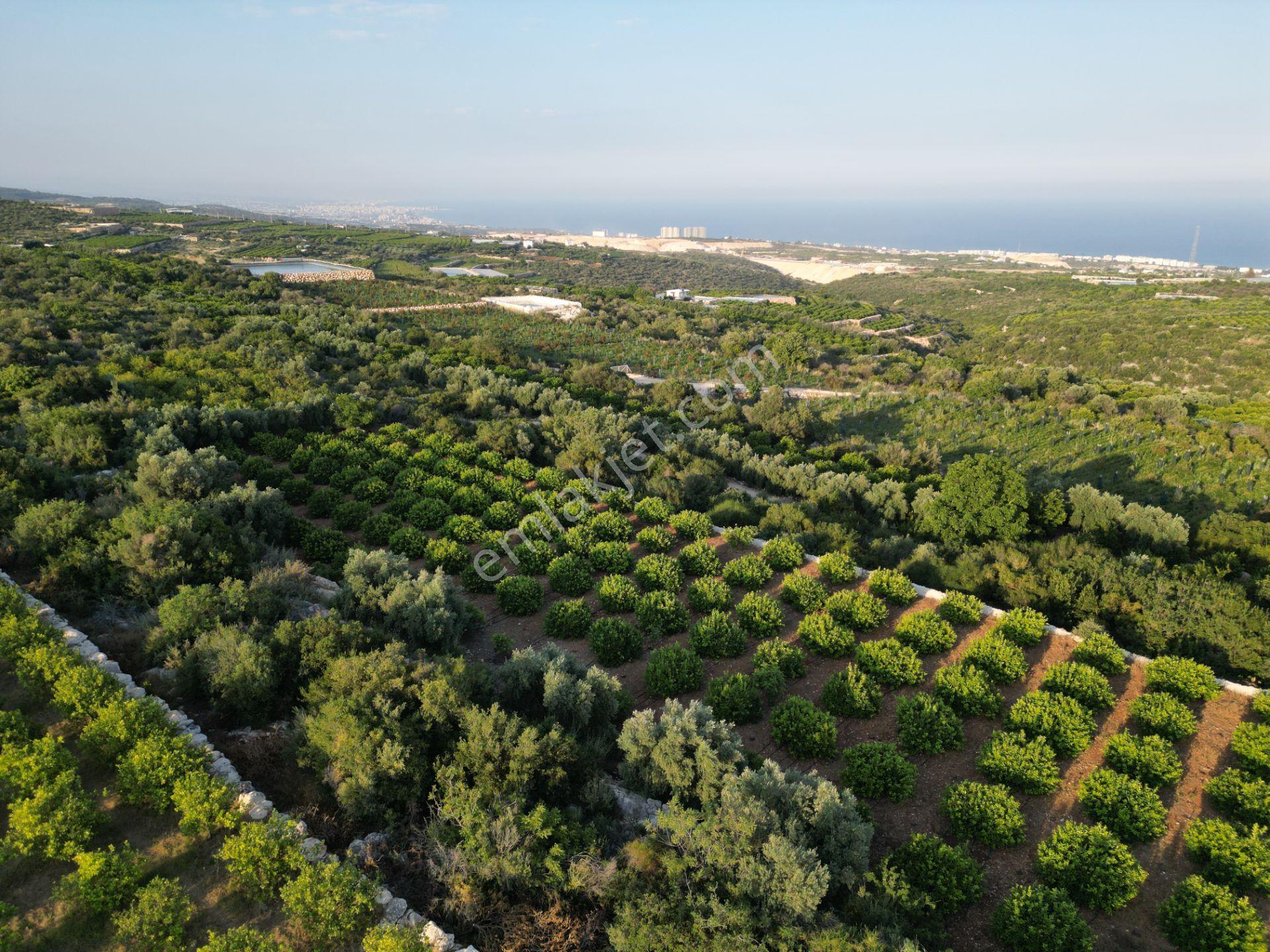 Tırtar'da Deniz Manzaralı Limon Bahçesi Ve Yatırımlık Tarla - Görsel 4