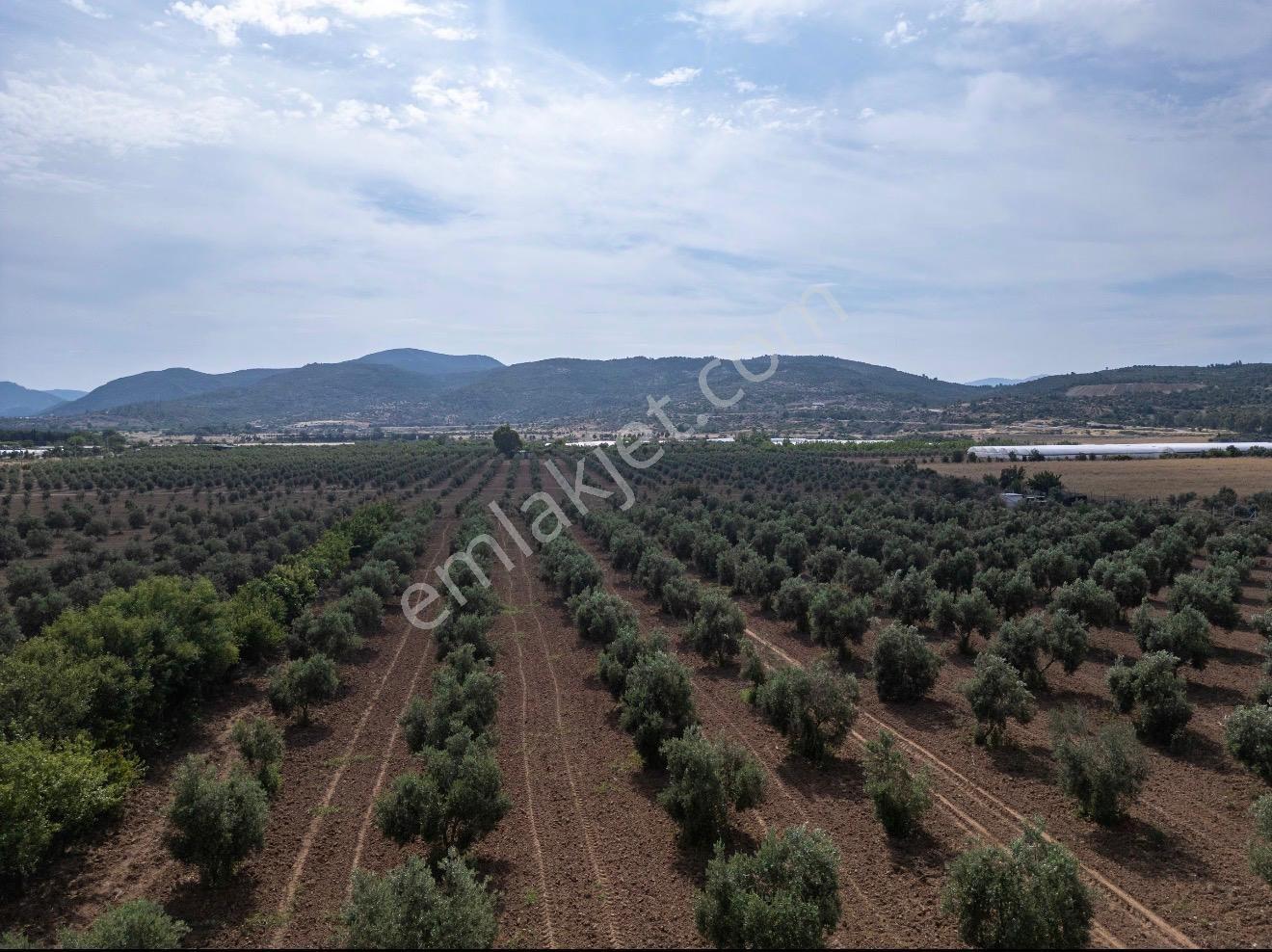 Bal Gayrimenkul Den 250m2 Satılık Bahçe - Görsel 20