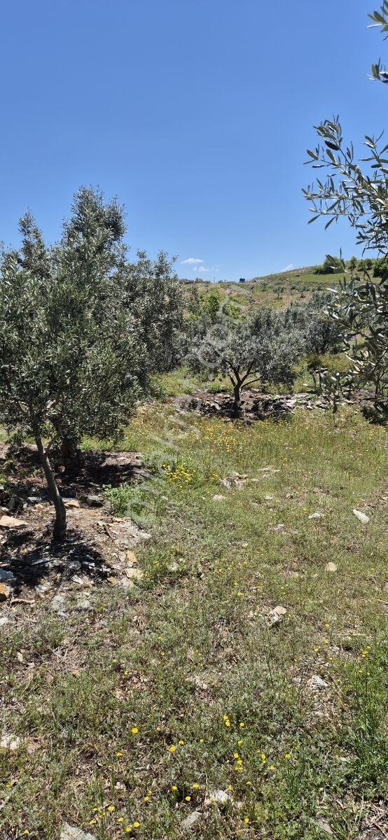 Salihli Beşyol Emlaktan Satılık 10 Dönüm Zeytinlik - Görsel 6