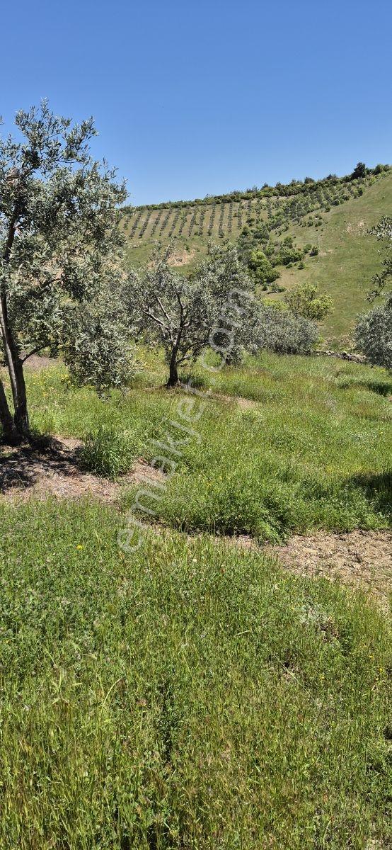 Salihli Beşyol Emlaktan Satılık 10 Dönüm Zeytinlik - Görsel 31