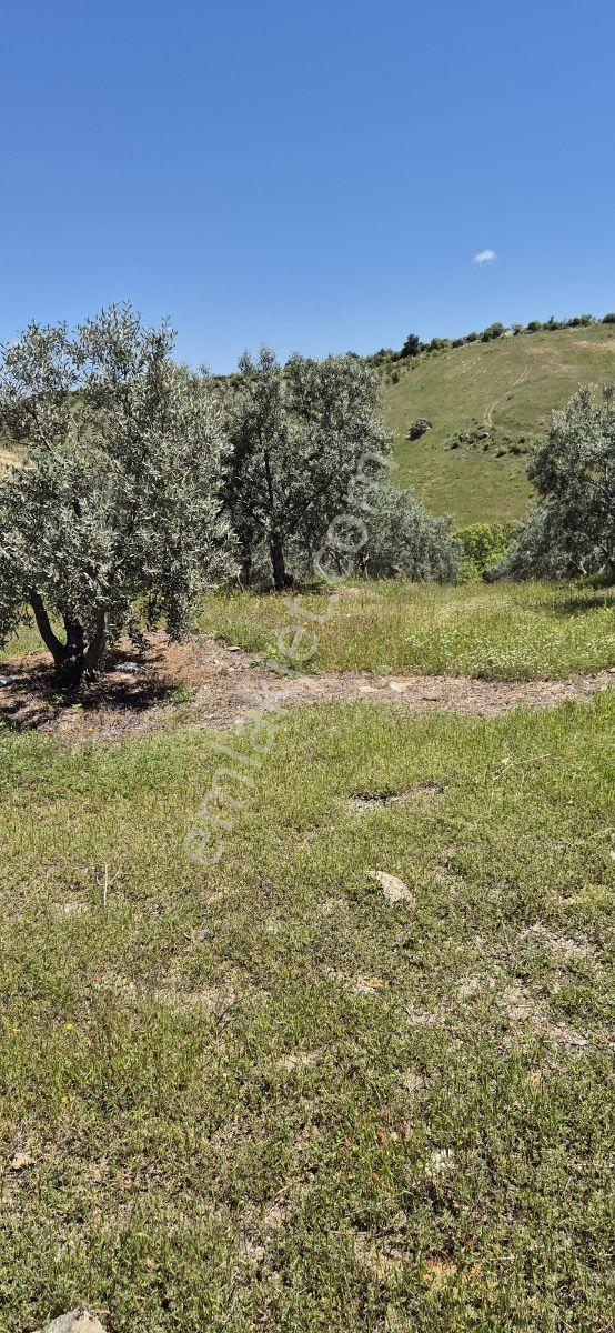 Salihli Beşyol Emlaktan Satılık 10 Dönüm Zeytinlik - Görsel 20