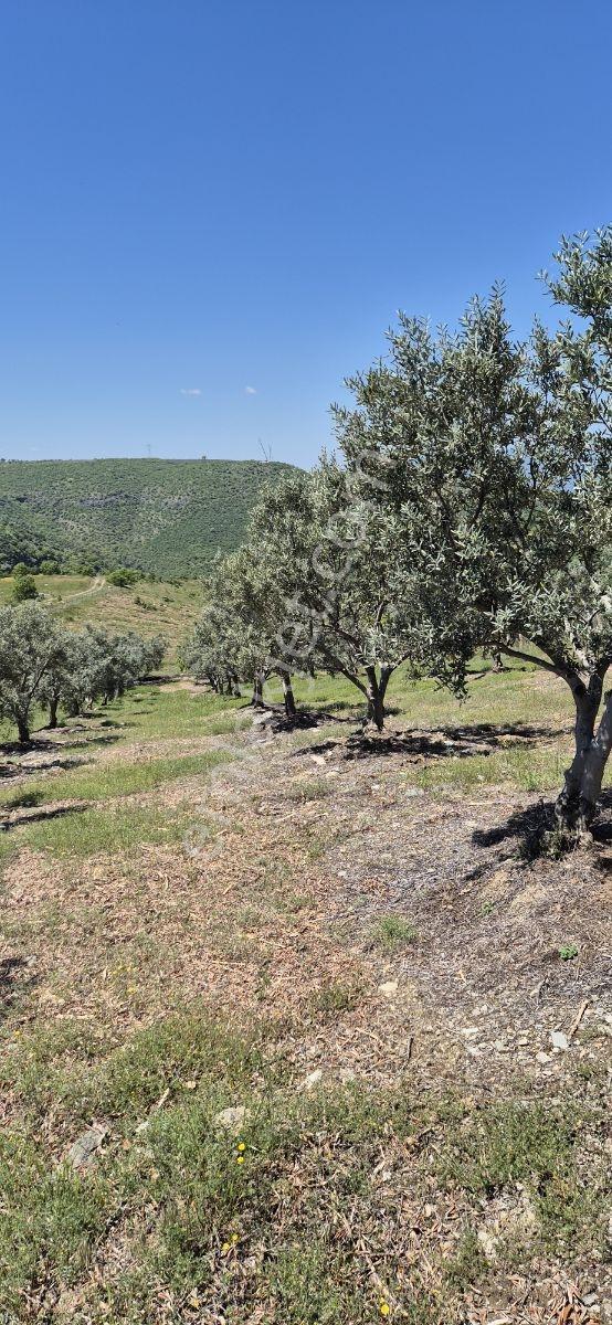 Salihli Beşyol Emlaktan Satılık 10 Dönüm Zeytinlik - Görsel 34