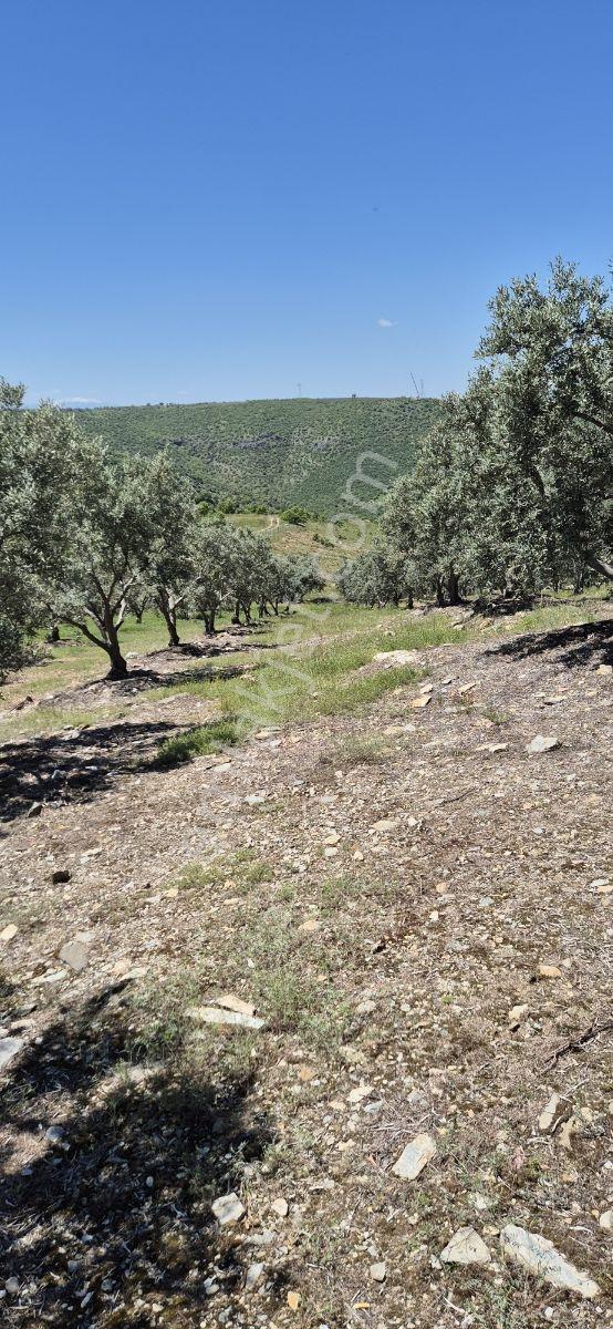 Salihli Beşyol Emlaktan Satılık 10 Dönüm Zeytinlik - Görsel 5