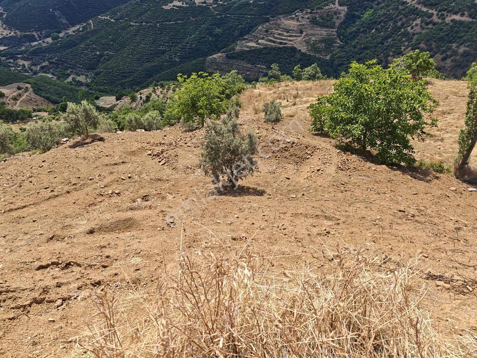Meta'dan Kiraz Çanakçı Da 2 Adet Yol Kenarı Teraslı Tarla - Görsel 8