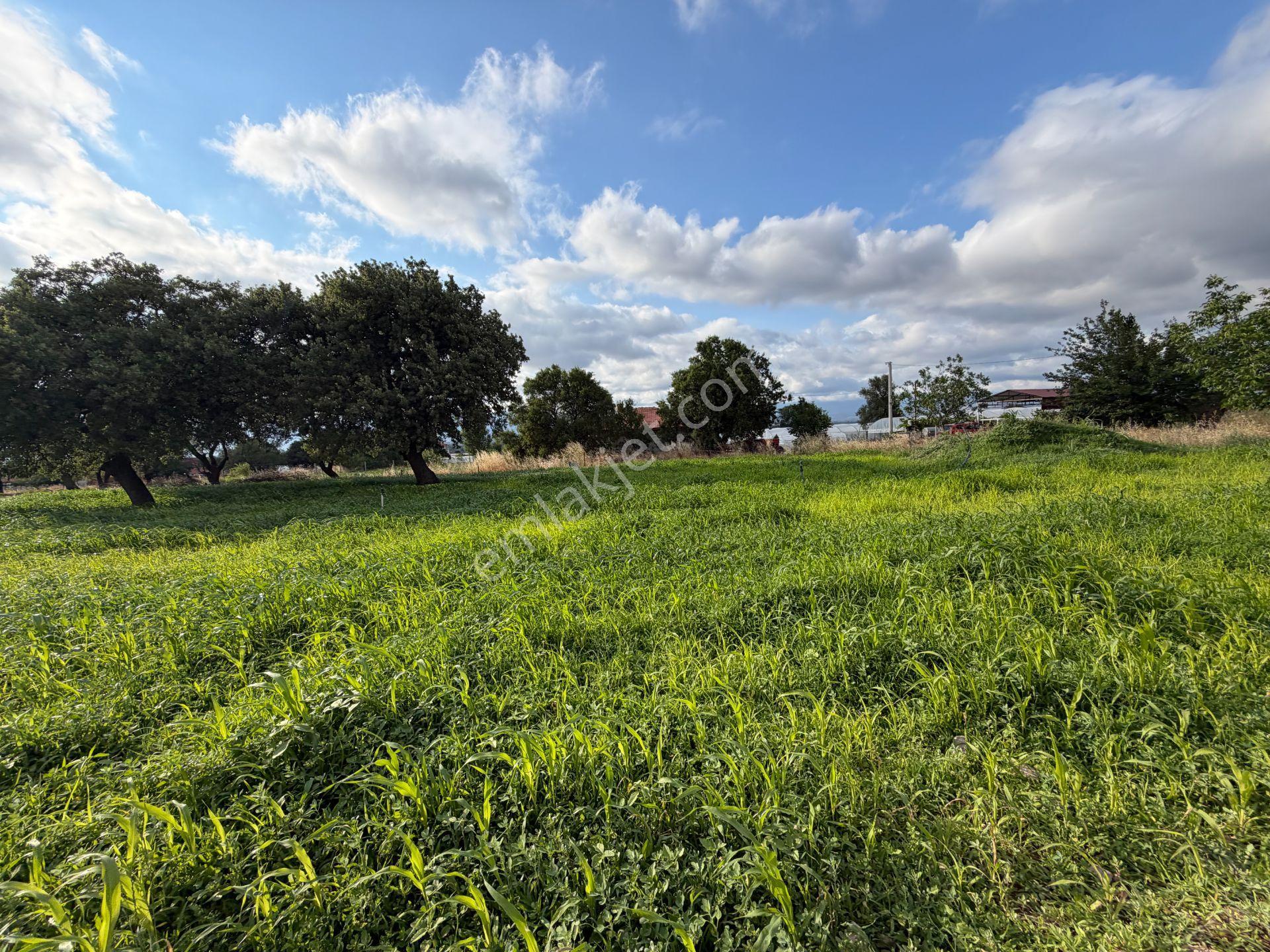 Mera Emlaktan Burhaniye Kızıklı'da İmara Yakın 5.820m2 Zeytinlik - Görsel 14