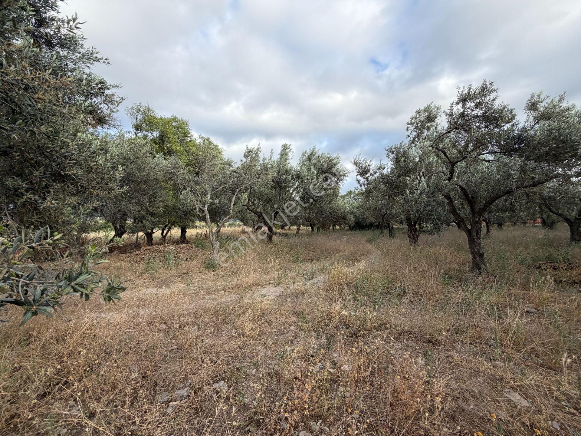 Mera Emlaktan Burhaniye Kızıklı'da İmara Yakın 5.820m2 Zeytinlik - Görsel 19