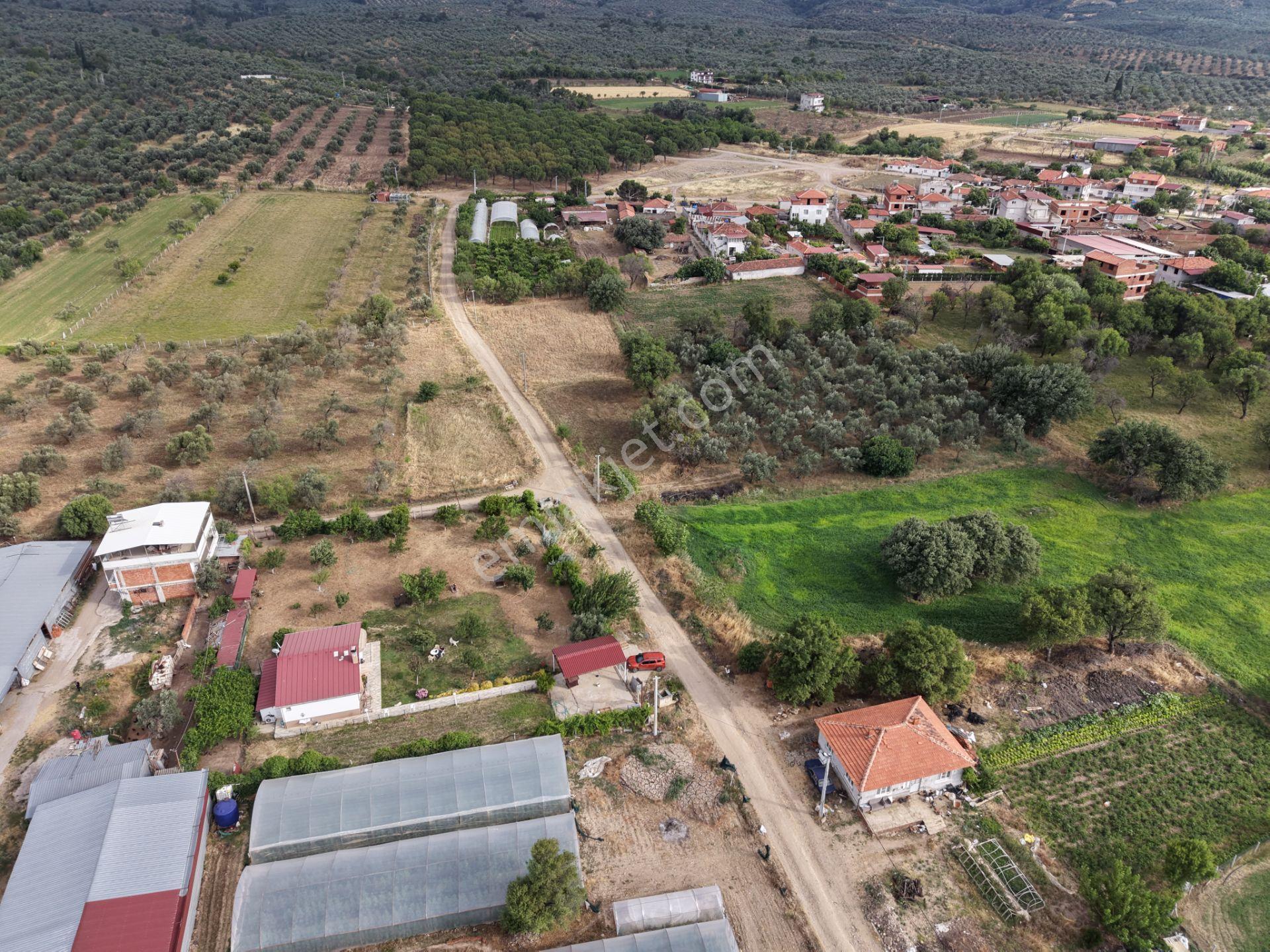 Mera Emlaktan Burhaniye Kızıklı'da İmara Yakın 5.820m2 Zeytinlik - Görsel 5