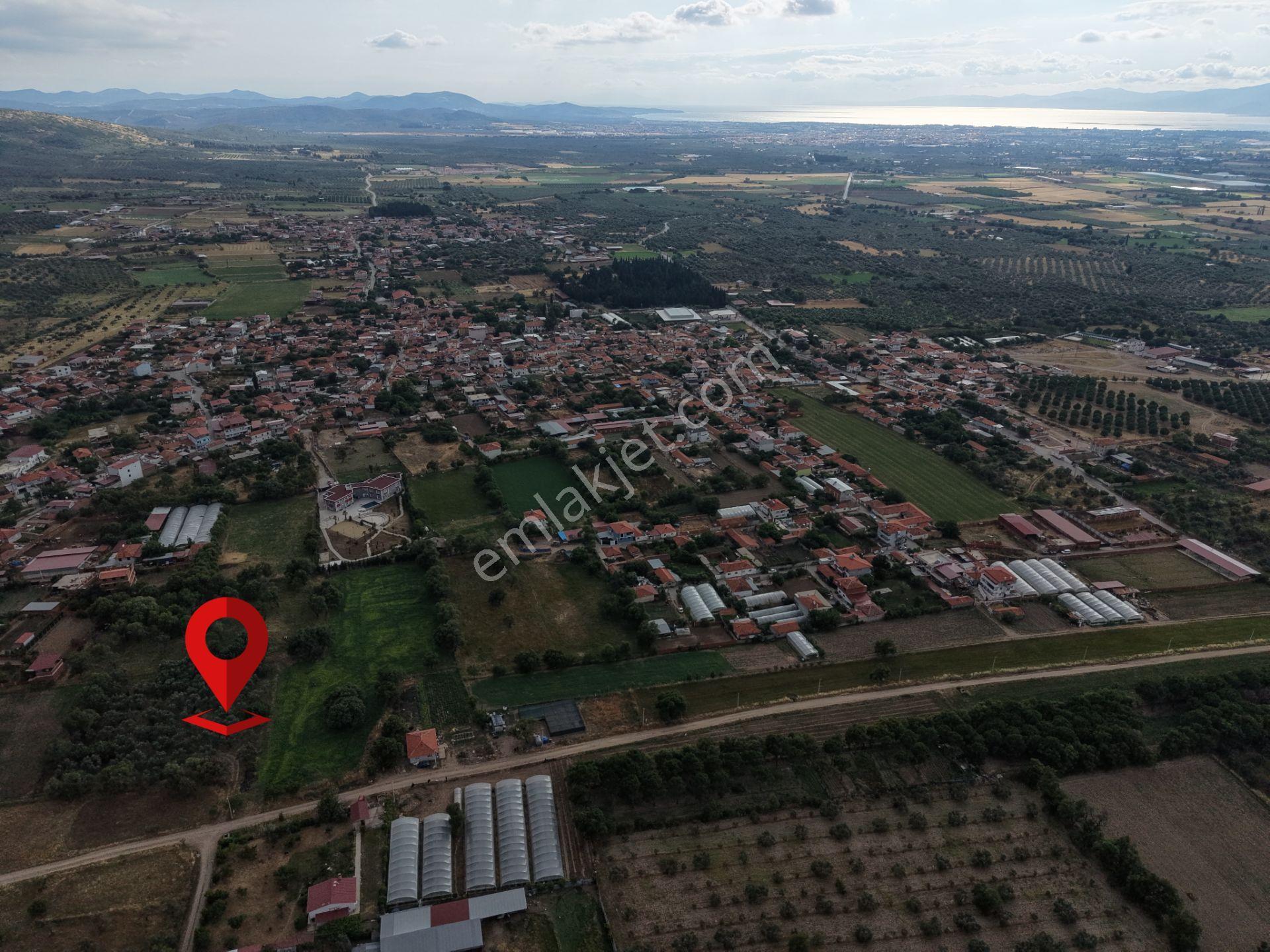 Mera Emlaktan Burhaniye Kızıklı'da İmara Yakın 5.820m2 Zeytinlik - Görsel 3