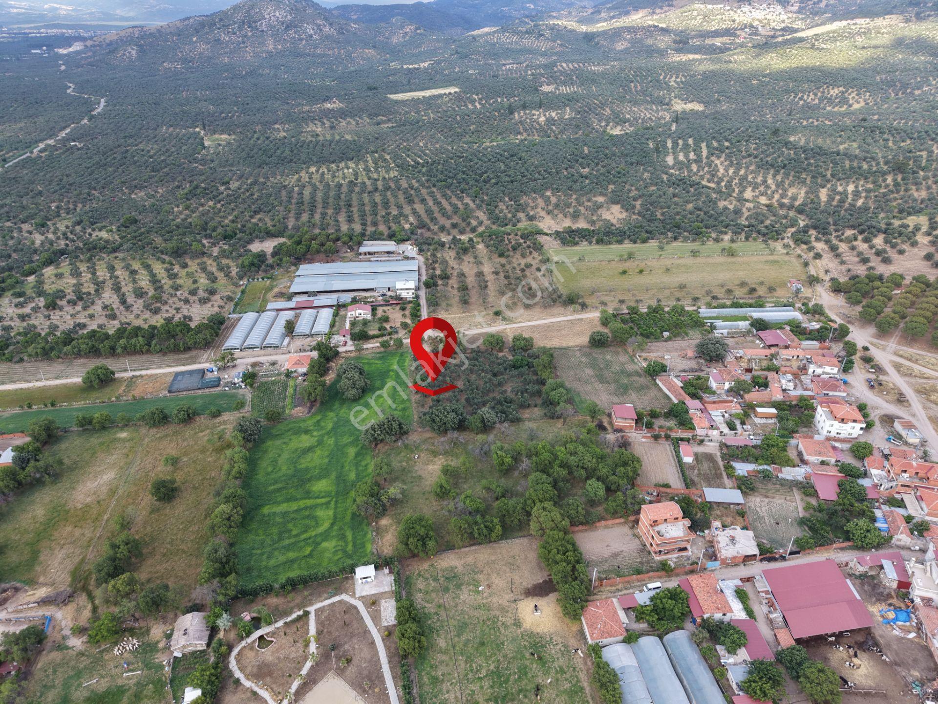 Mera Emlaktan Burhaniye Kızıklı'da İmara Yakın 5.820m2 Zeytinlik - Görsel 9