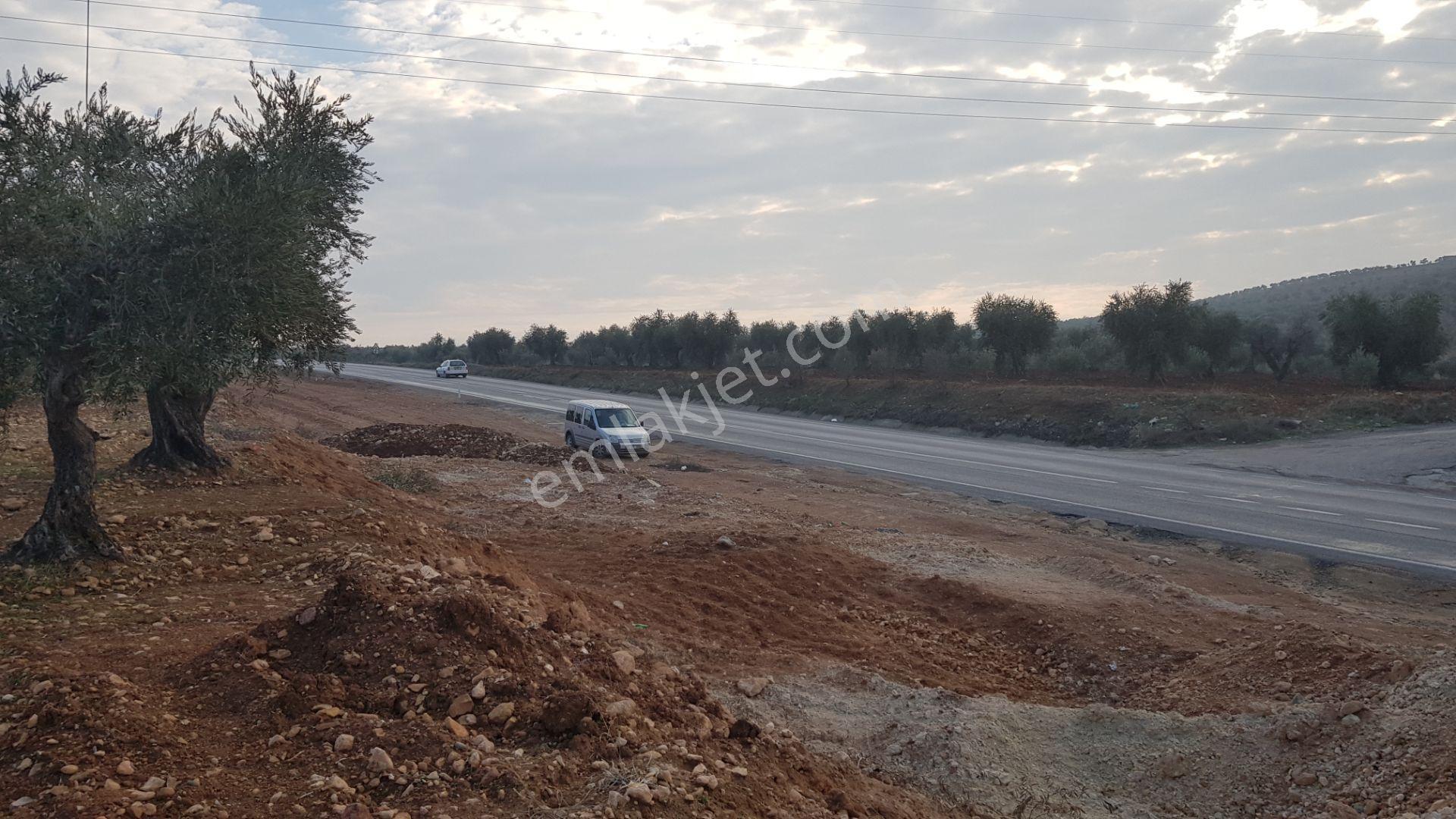 Babil Emlaktan Satılık Asfalt Üzeri Şehre Yakın Tonluk Zeytinlik - Görsel 10