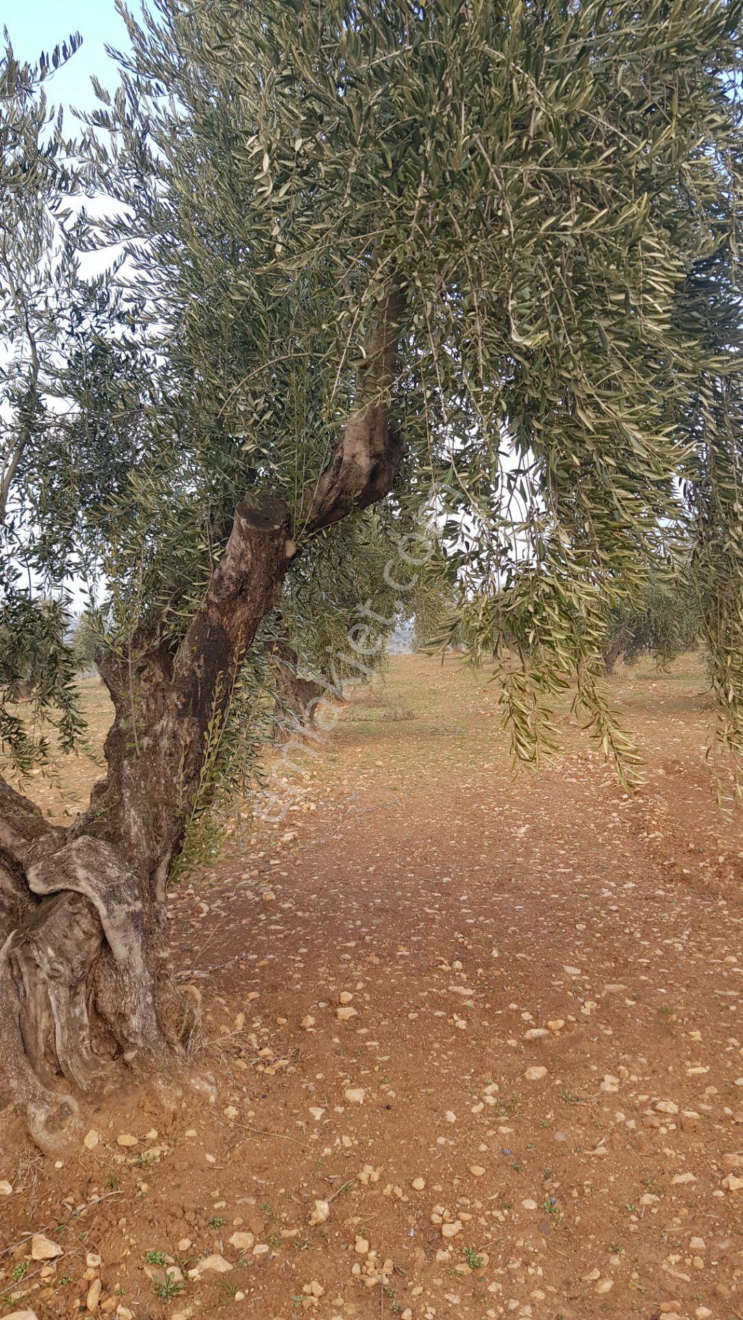 Babil Emlaktan Satılık Asfalt Üzeri Şehre Yakın Tonluk Zeytinlik - Görsel 13