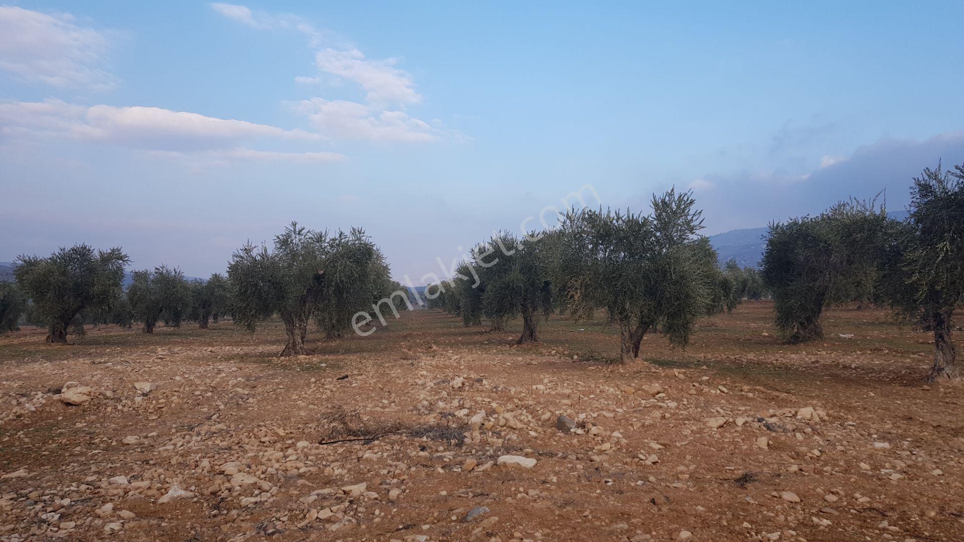 Babil Emlaktan Satılık Asfalt Üzeri Şehre Yakın Tonluk Zeytinlik - Görsel 9