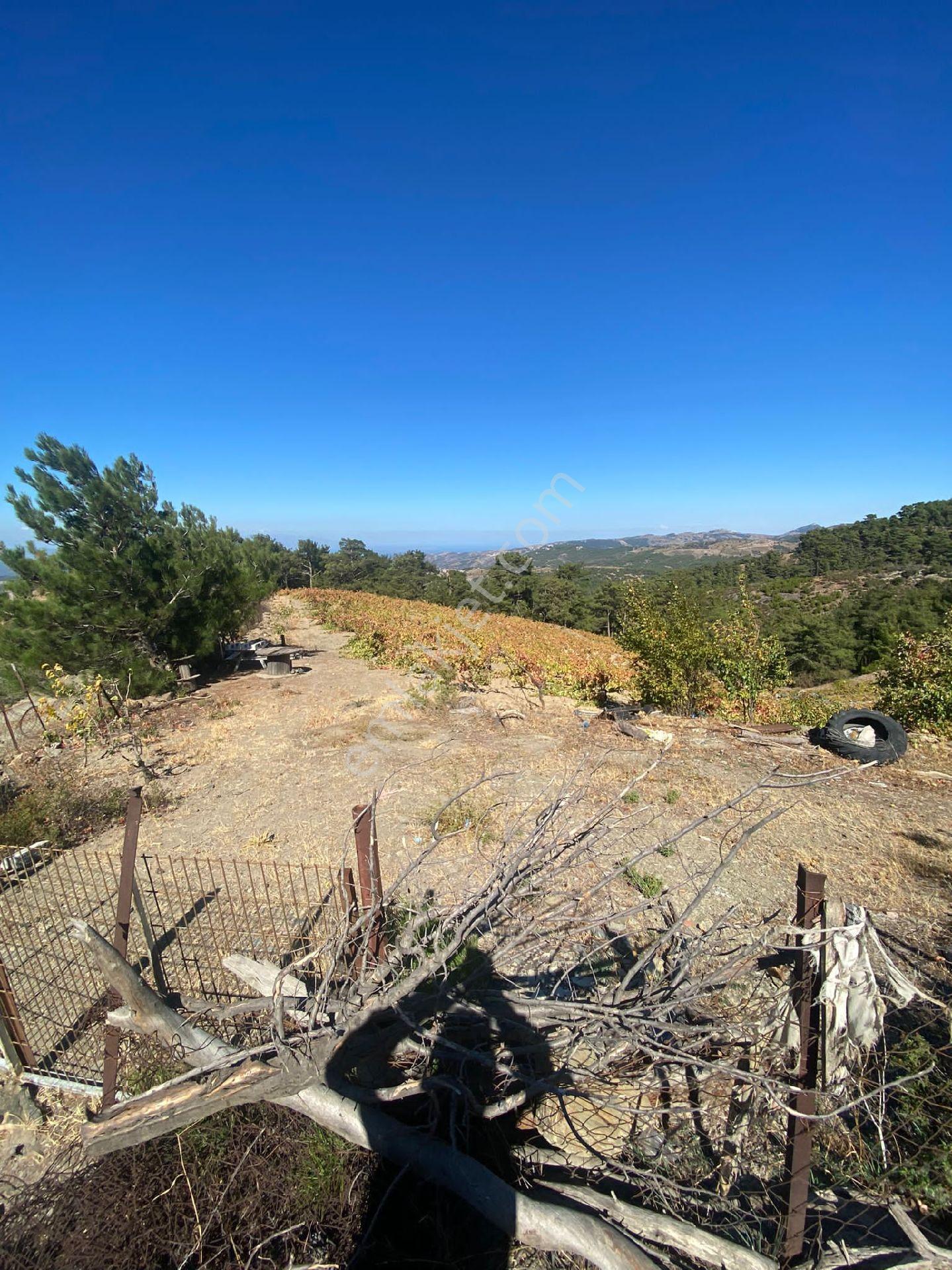Seferihisar Da Armutlu Tarla Gödence Köyü 4.900mt2 Yolu Var - Görsel 16