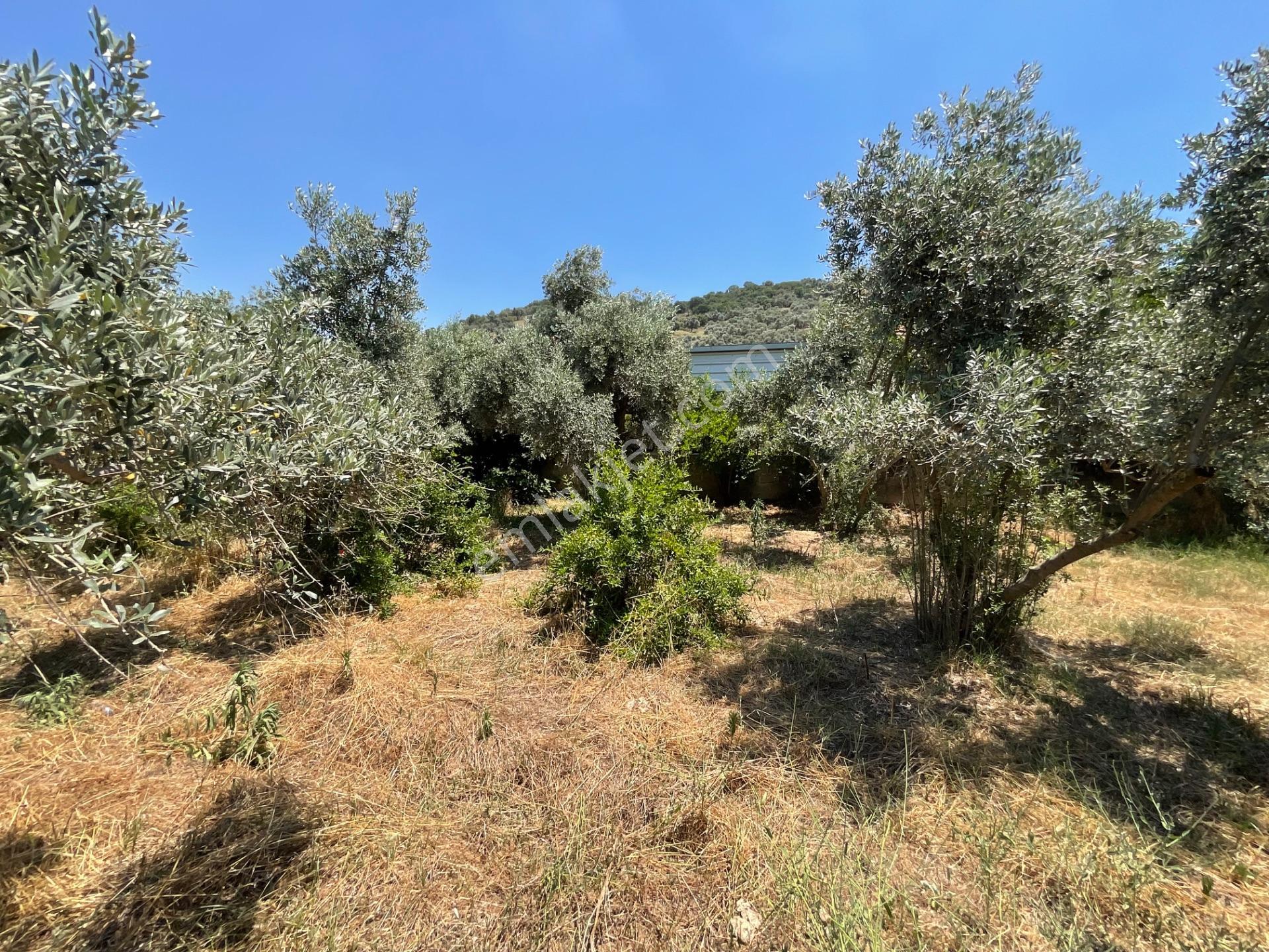 Satılık 1800m2 Bahçe İçinde Tapuya Kayıtlı Kagir Ev - Görsel 38