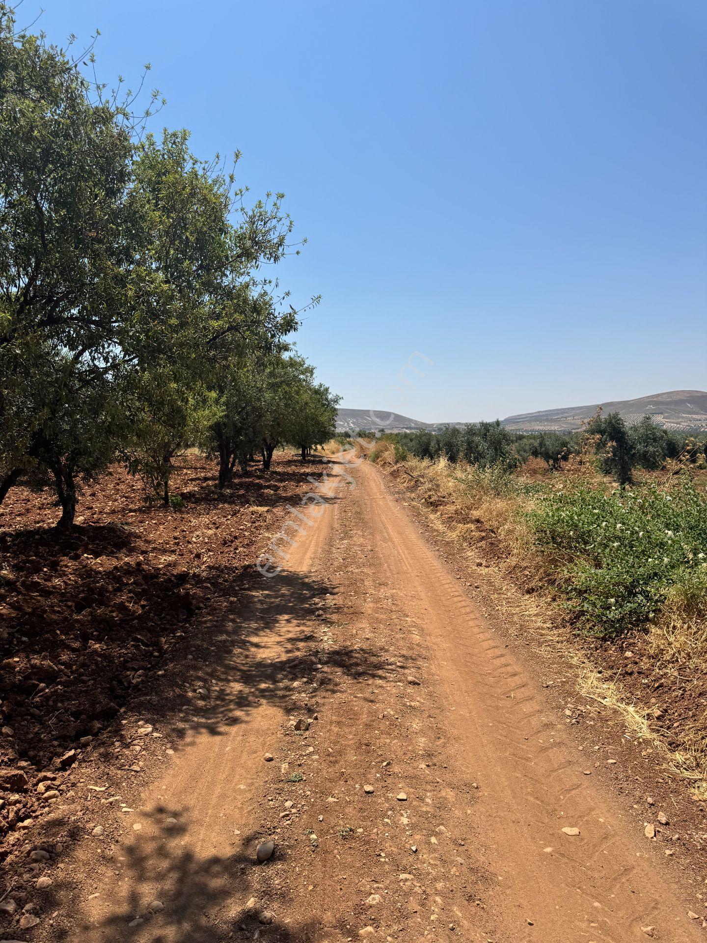 Babil Emlaktan Satlık İki Tarafı Resmi Yol Şehre Yakın Zeytinlik
