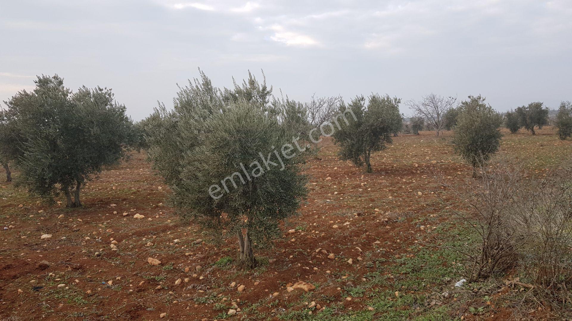 Babil Emlaktan Satlık İki Tarafı Resmi Yol Şehre Yakın Zeytinlik - Görsel 20