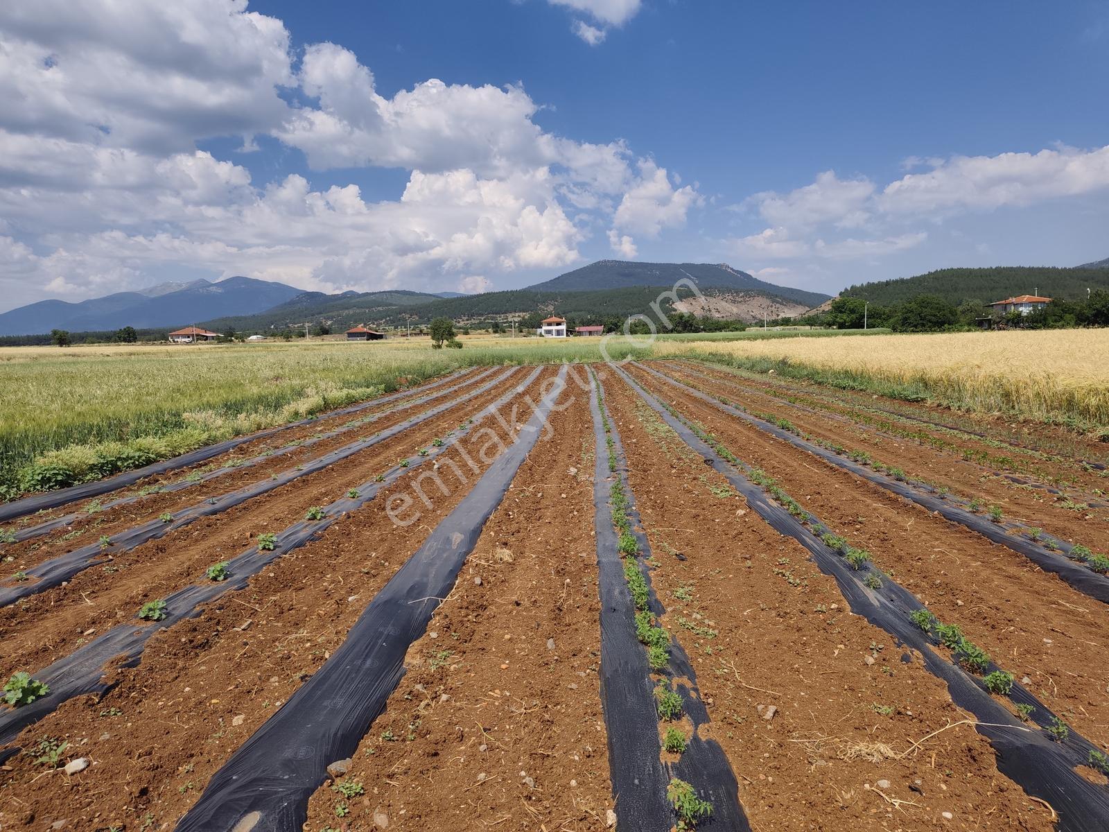 976 Mt. Arazi.yerleşim Dibinde.resmi Yolu Var.tek Tapu - Görsel 10