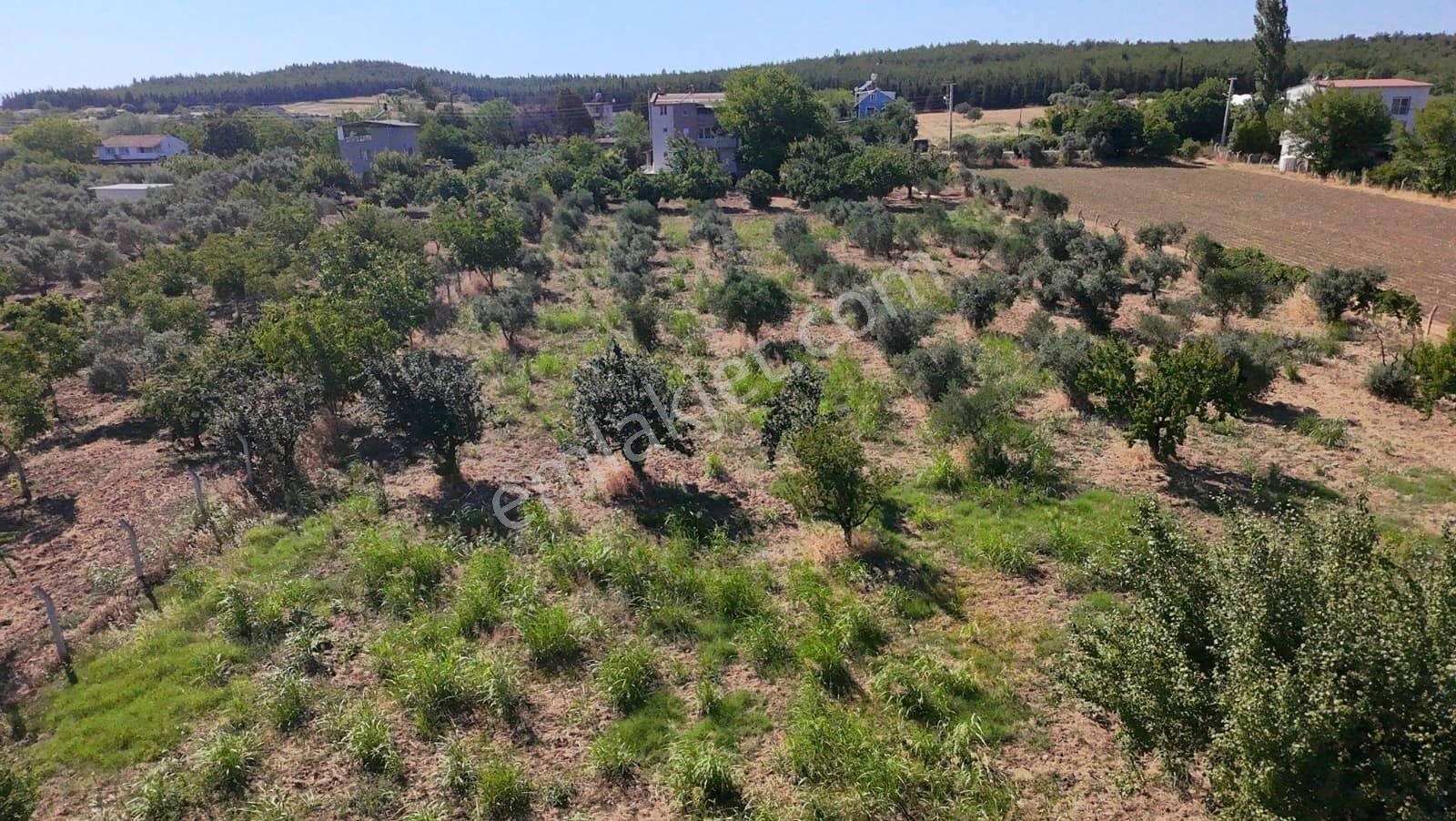 İzmir Menderes Oğlananası'nda 10.180 M² Arsa İçerisinde Ruhsatlı 5+1 Müstakil Ev Ve Verimli Bahçe - Görsel 12