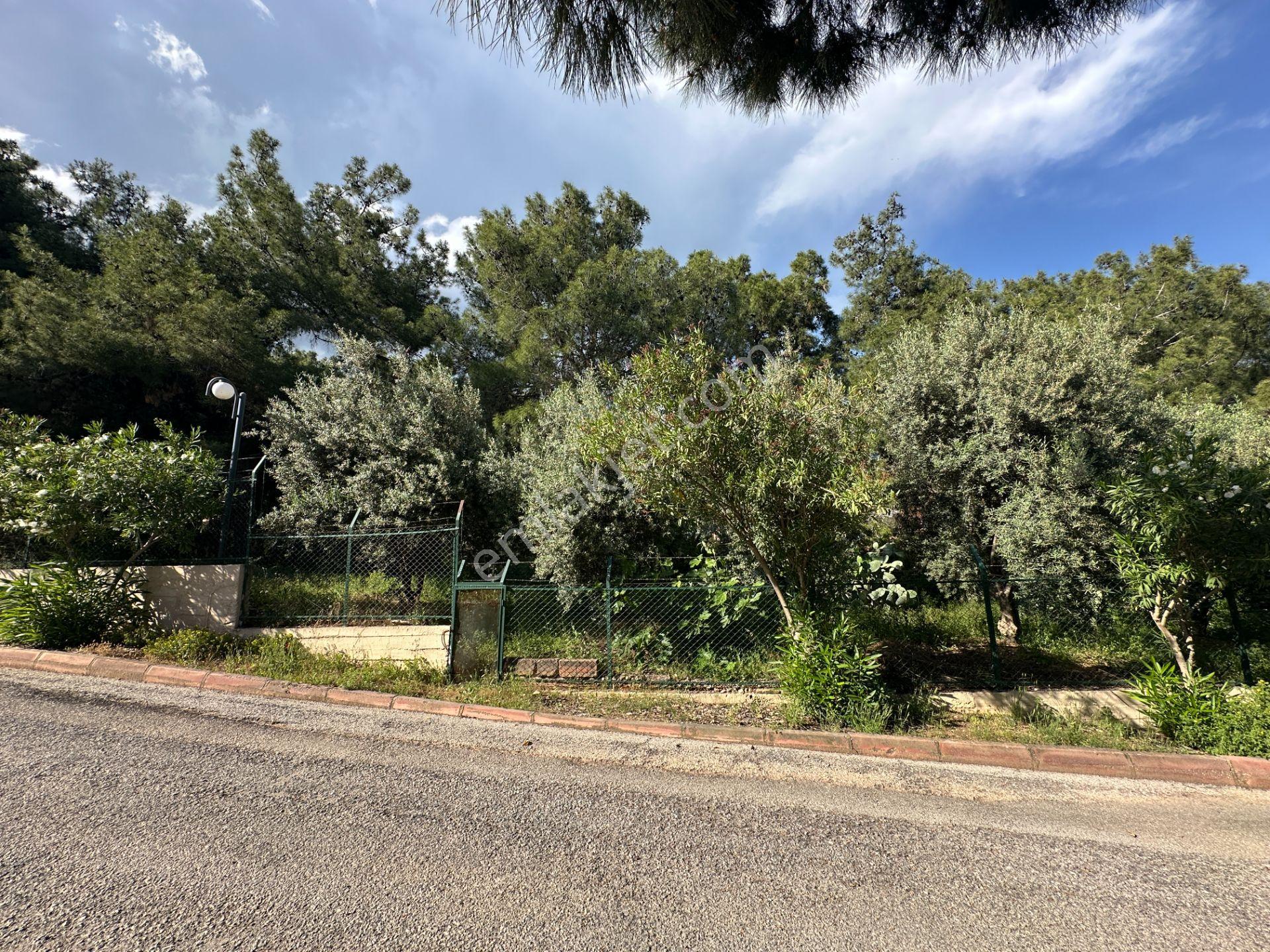 Wisrem'den Orman İçinde Fırsat Triplex Villa - Görsel 2