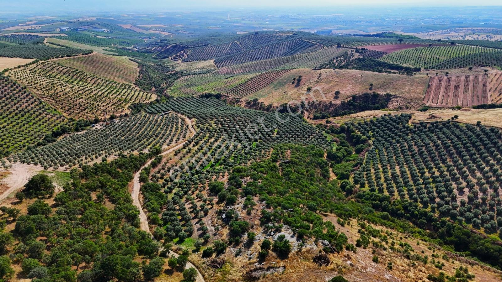 Salihli Kızılavlu'da Satılık 30 Dönüm Zeytinlik - Görsel 5