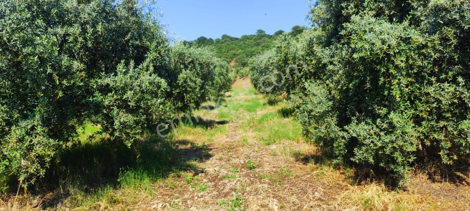 Salihli Kızılavlu'da Satılık 30 Dönüm Zeytinlik - Görsel 11