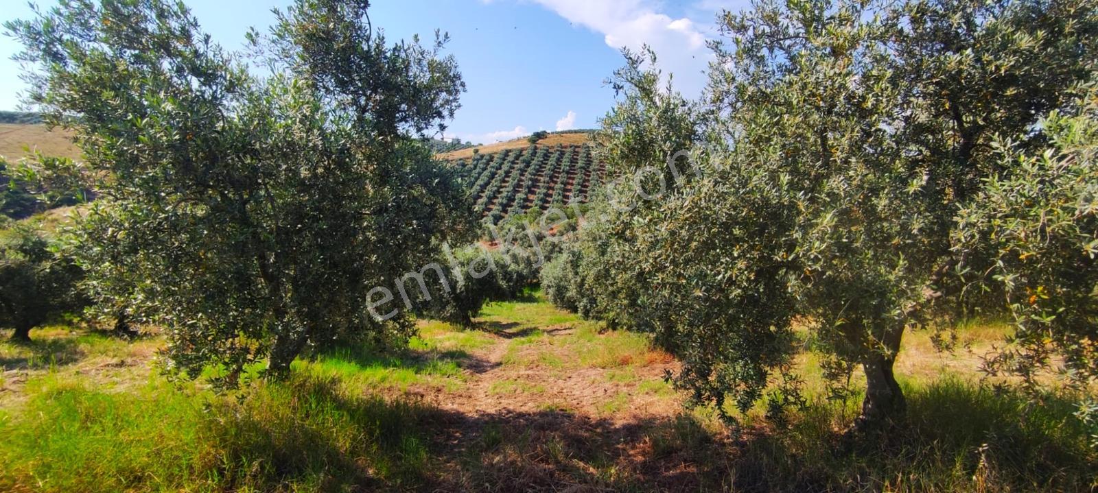 Salihli Kızılavlu'da Satılık 30 Dönüm Zeytinlik - Görsel 15