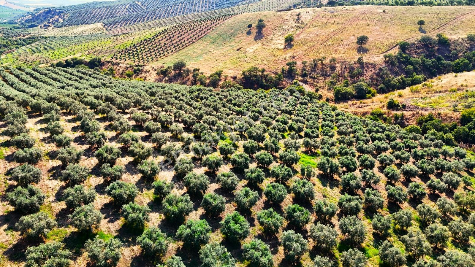 Salihli Kızılavlu'da Satılık 30 Dönüm Zeytinlik - Görsel 27