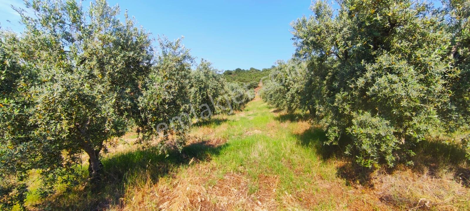 Salihli Kızılavlu'da Satılık 30 Dönüm Zeytinlik - Görsel 25