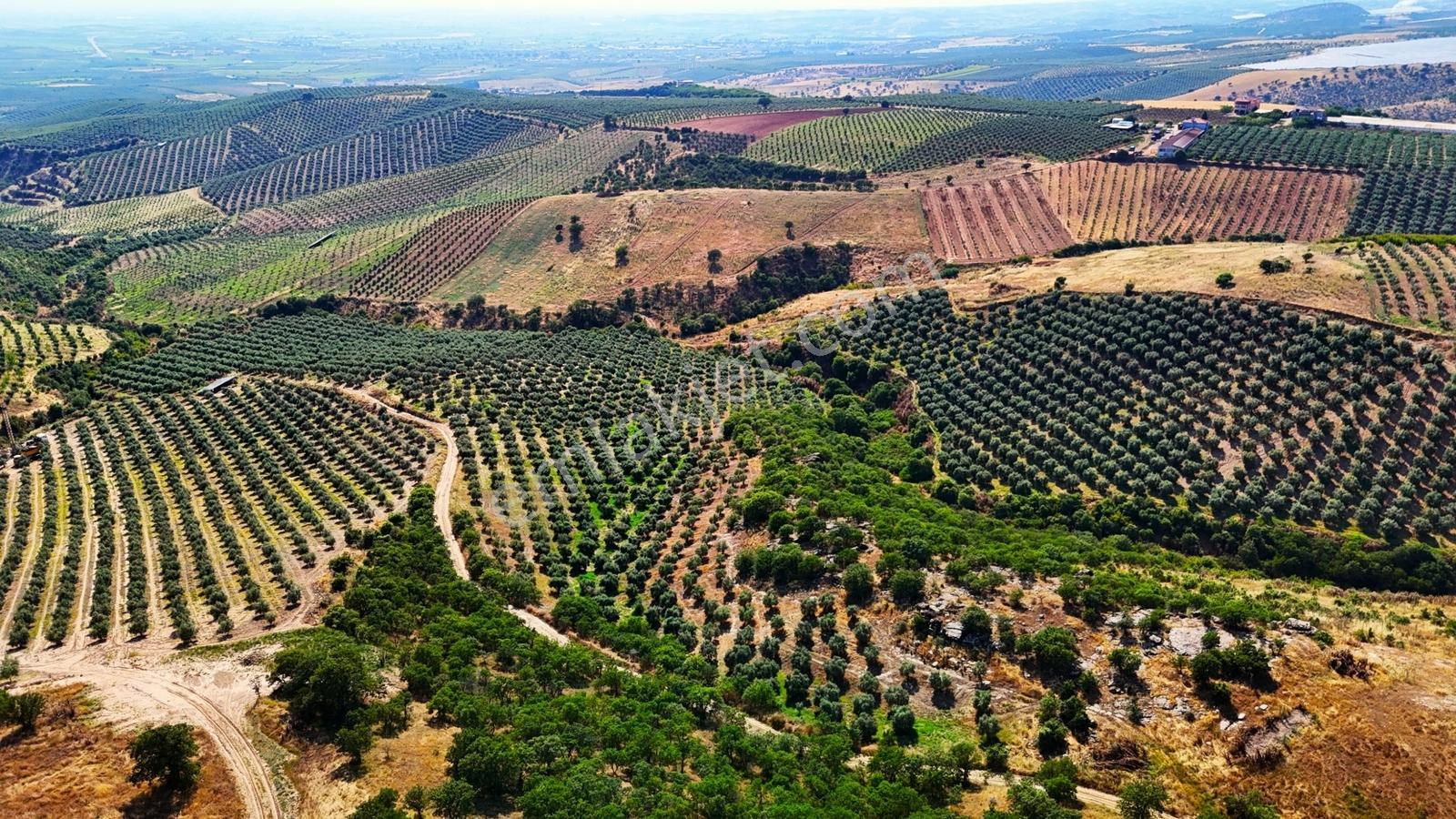 Salihli Kızılavlu'da Satılık 30 Dönüm Zeytinlik - Görsel 13