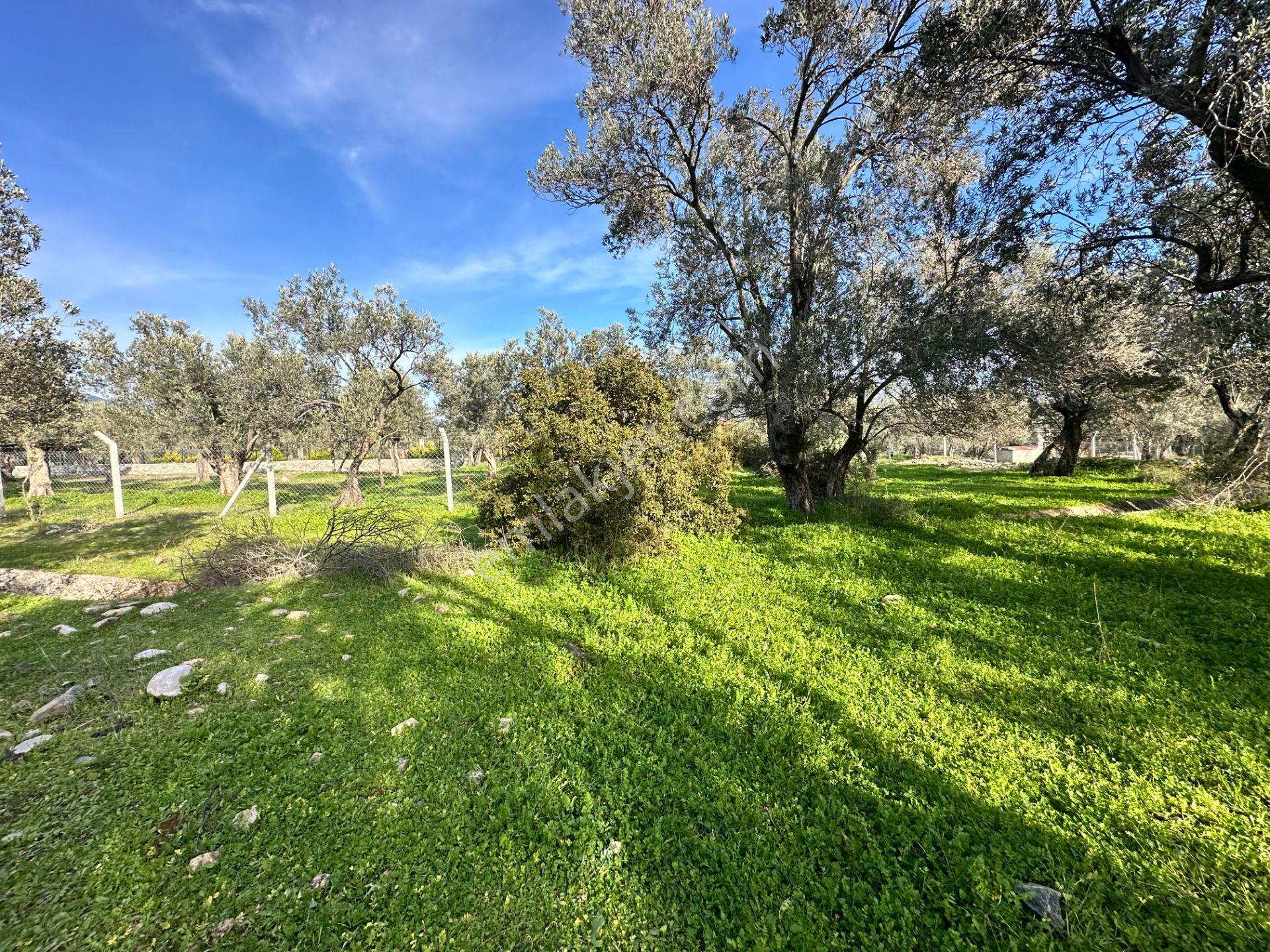 Mera Emlak'tan Zeytinli Mevkiinde Yola Cepheli 1.850m2 Zeytinlik - Görsel 22