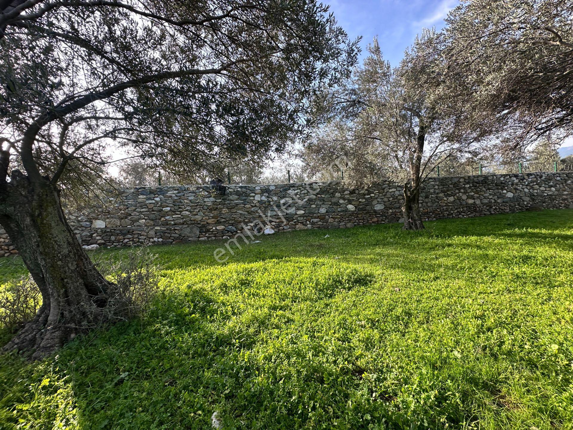 Mera Emlak'tan Zeytinli Mevkiinde Yola Cepheli 1.850m2 Zeytinlik - Görsel 16