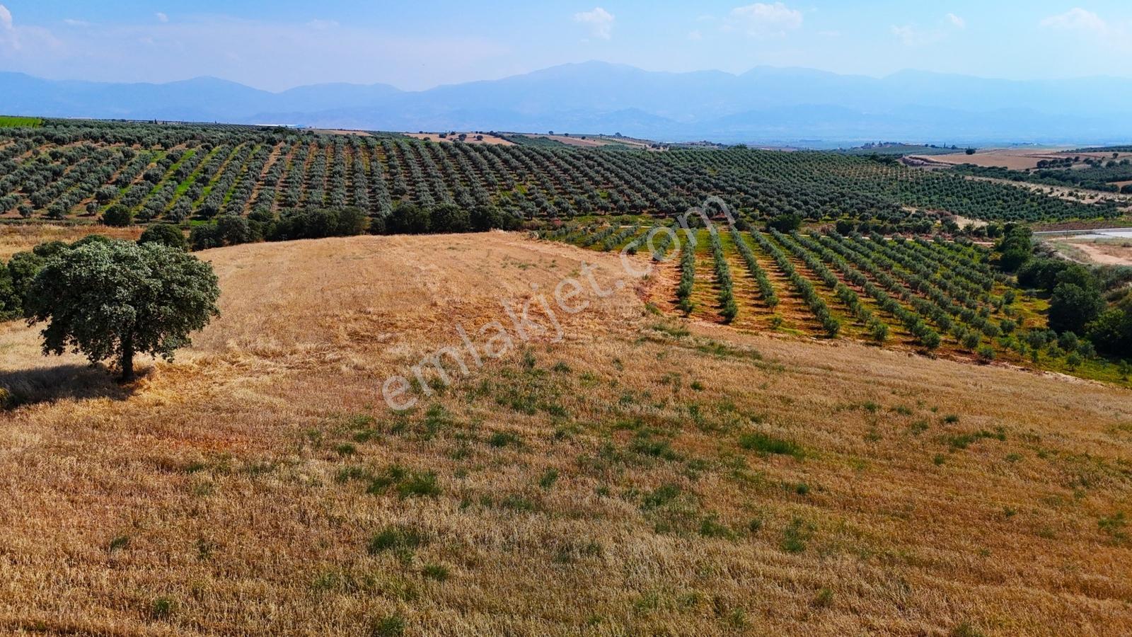 Salihli'de Satılık 49765 M2 Yüksek Verimli Tarla (video) - Görsel 23