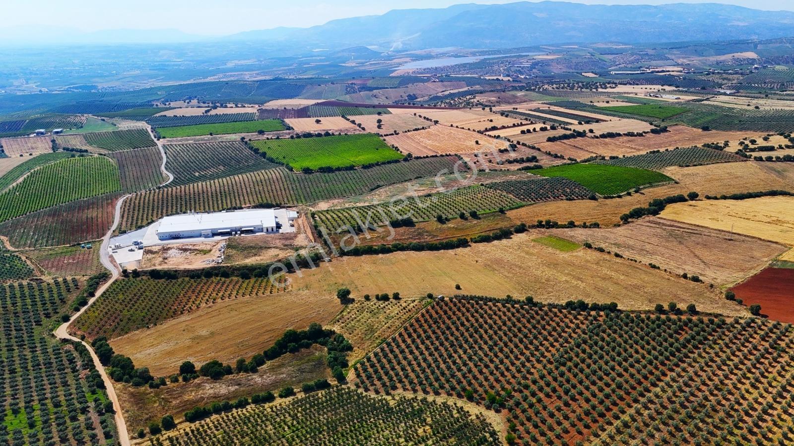 Salihli'de Satılık 49765 M2 Yüksek Verimli Tarla (video) - Görsel 6